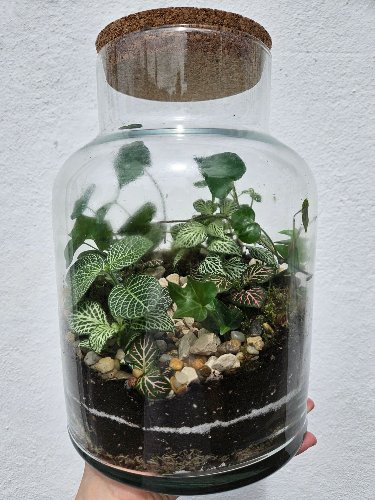 Large Closed Glass Terrarium