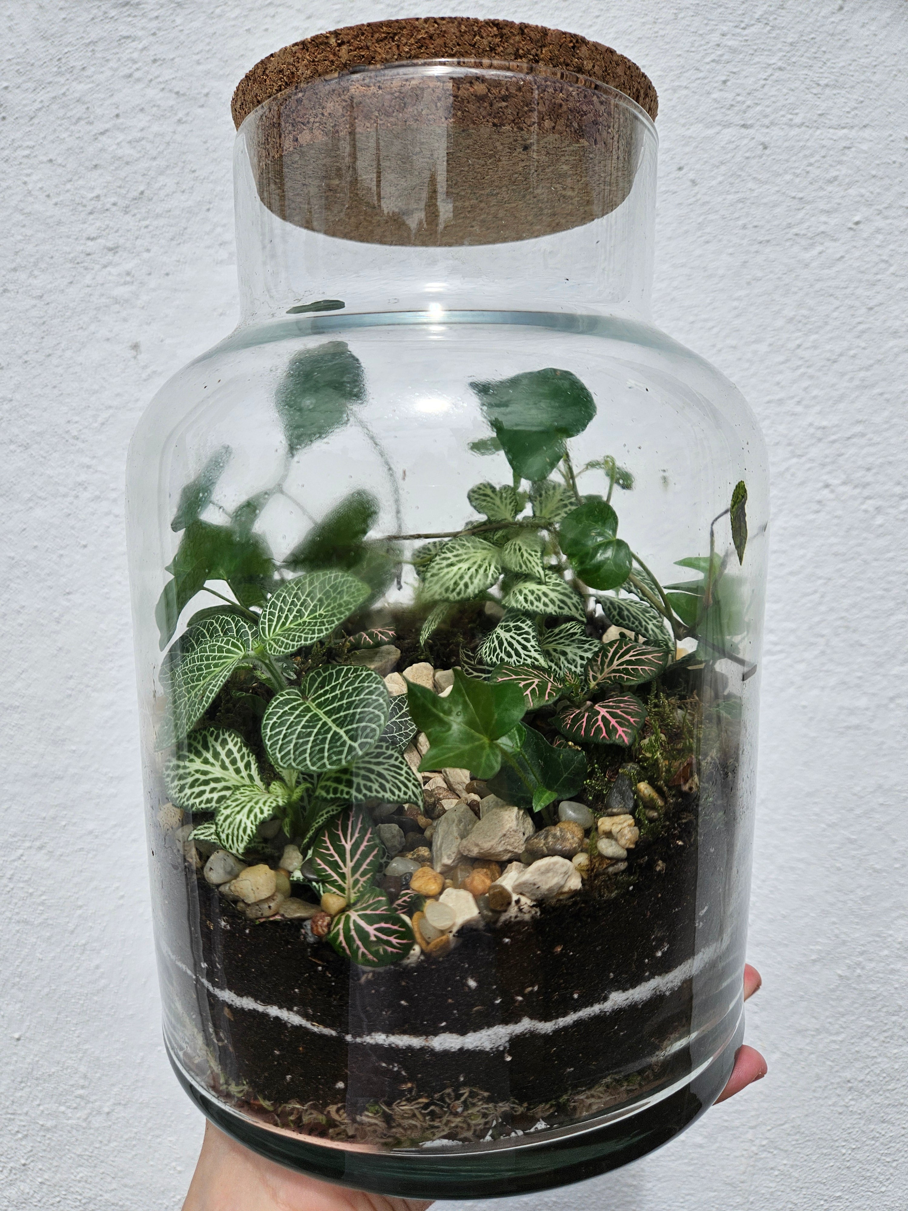 Large Closed Glass Terrarium
