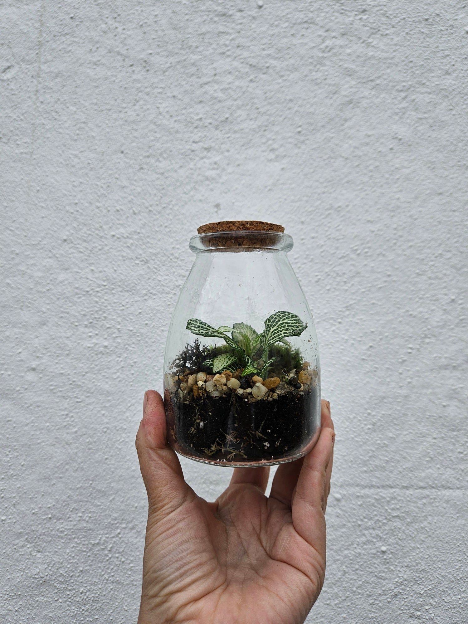 Small closed terrarium with cork
