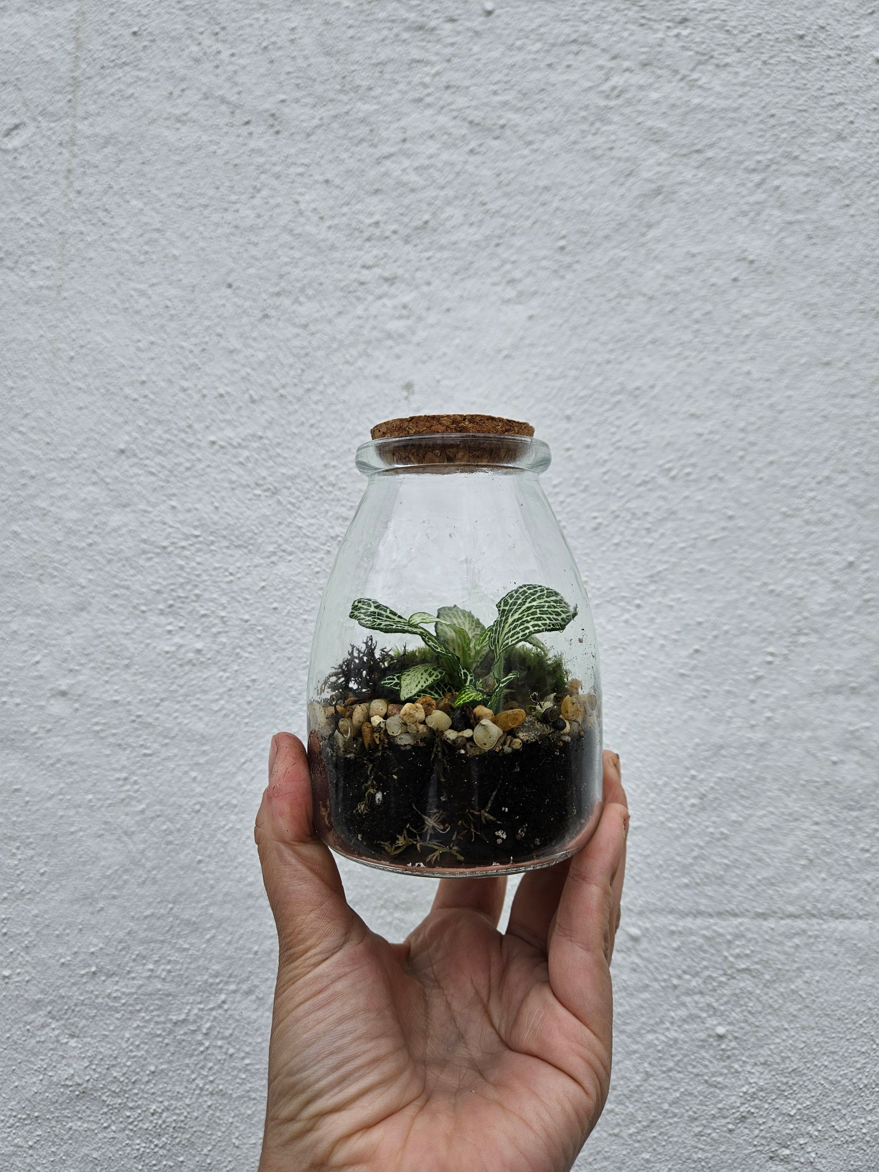 Small closed terrarium with cork