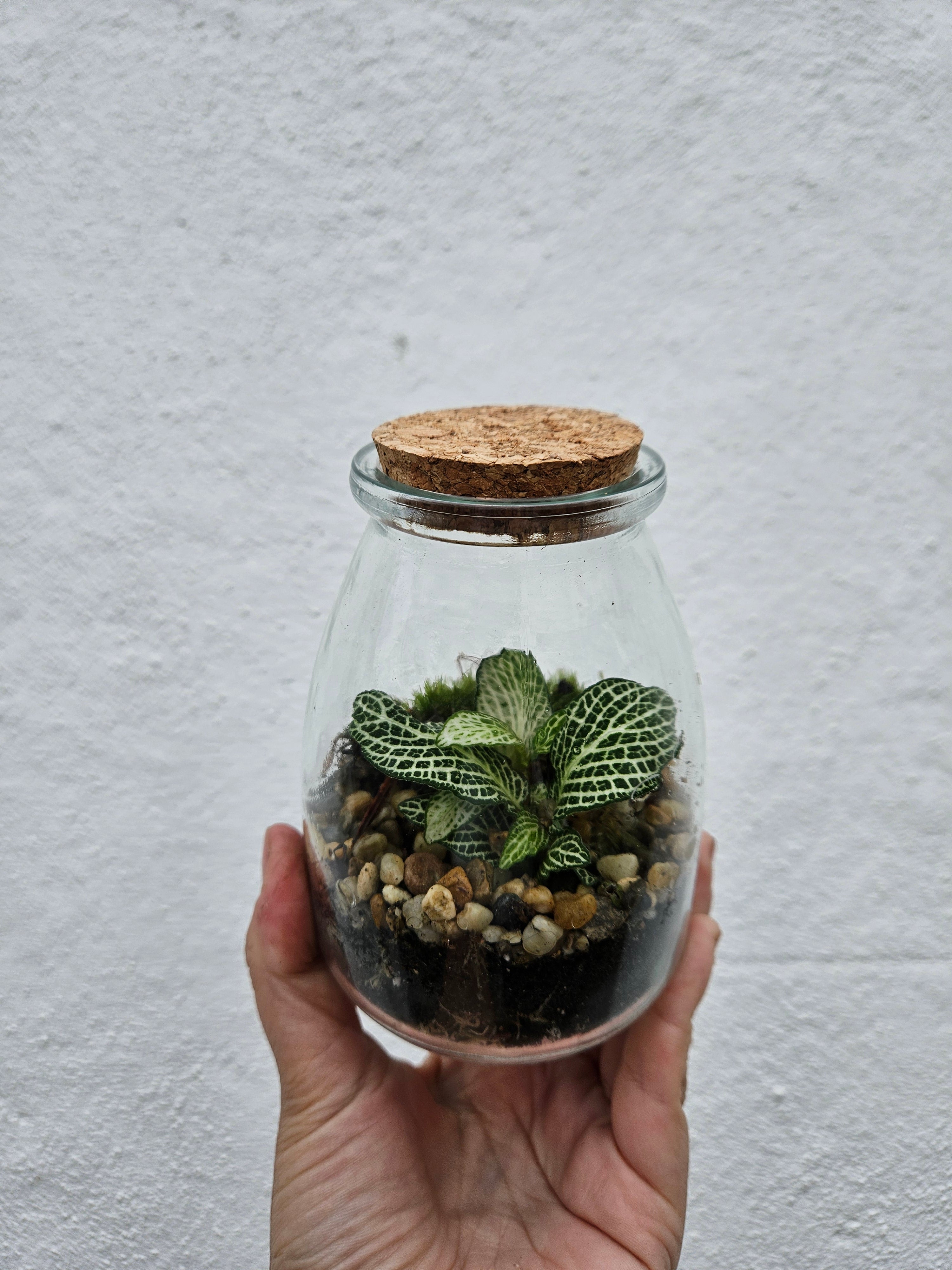 Small closed terrarium with cork