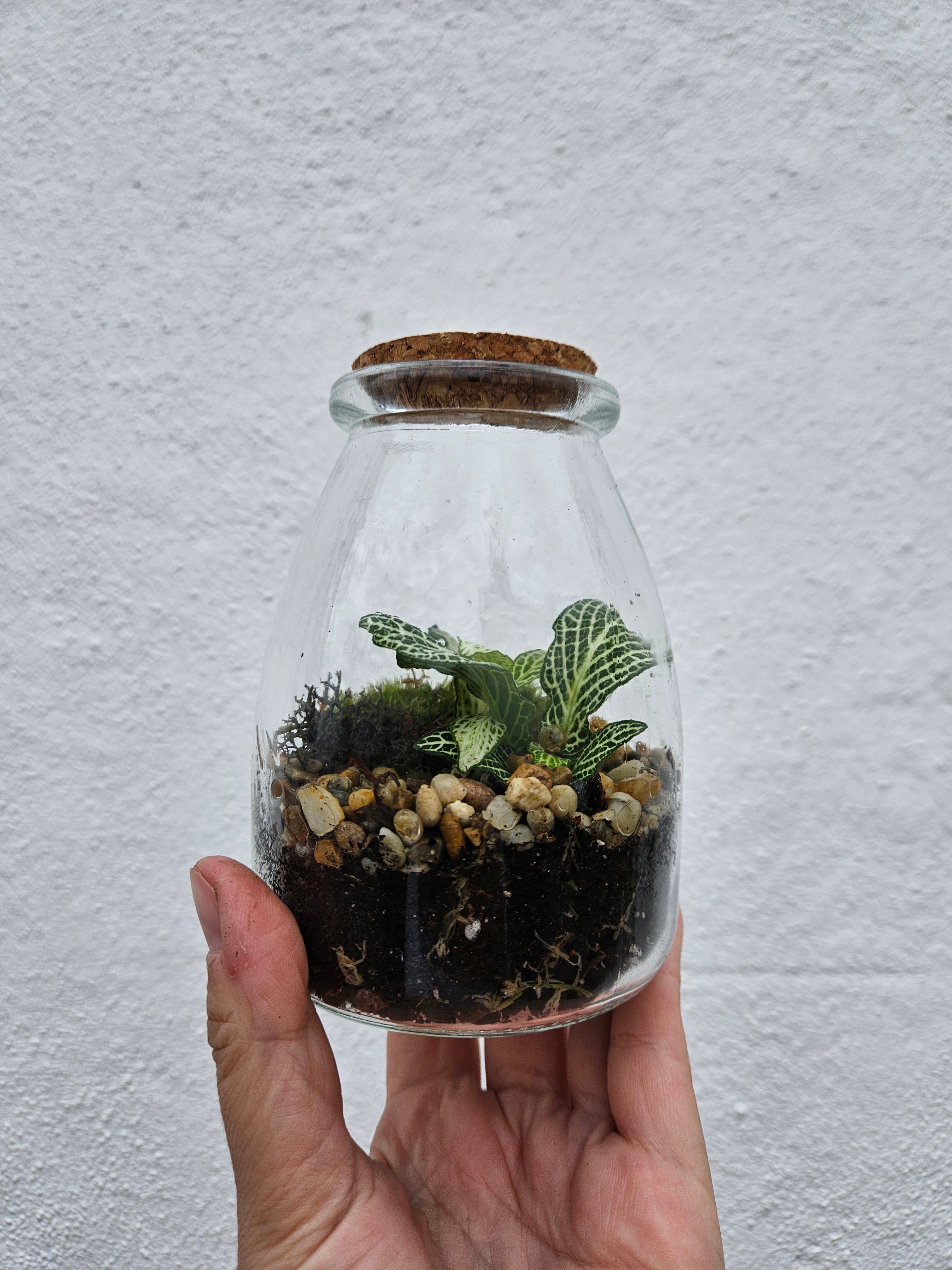 Small closed terrarium with cork