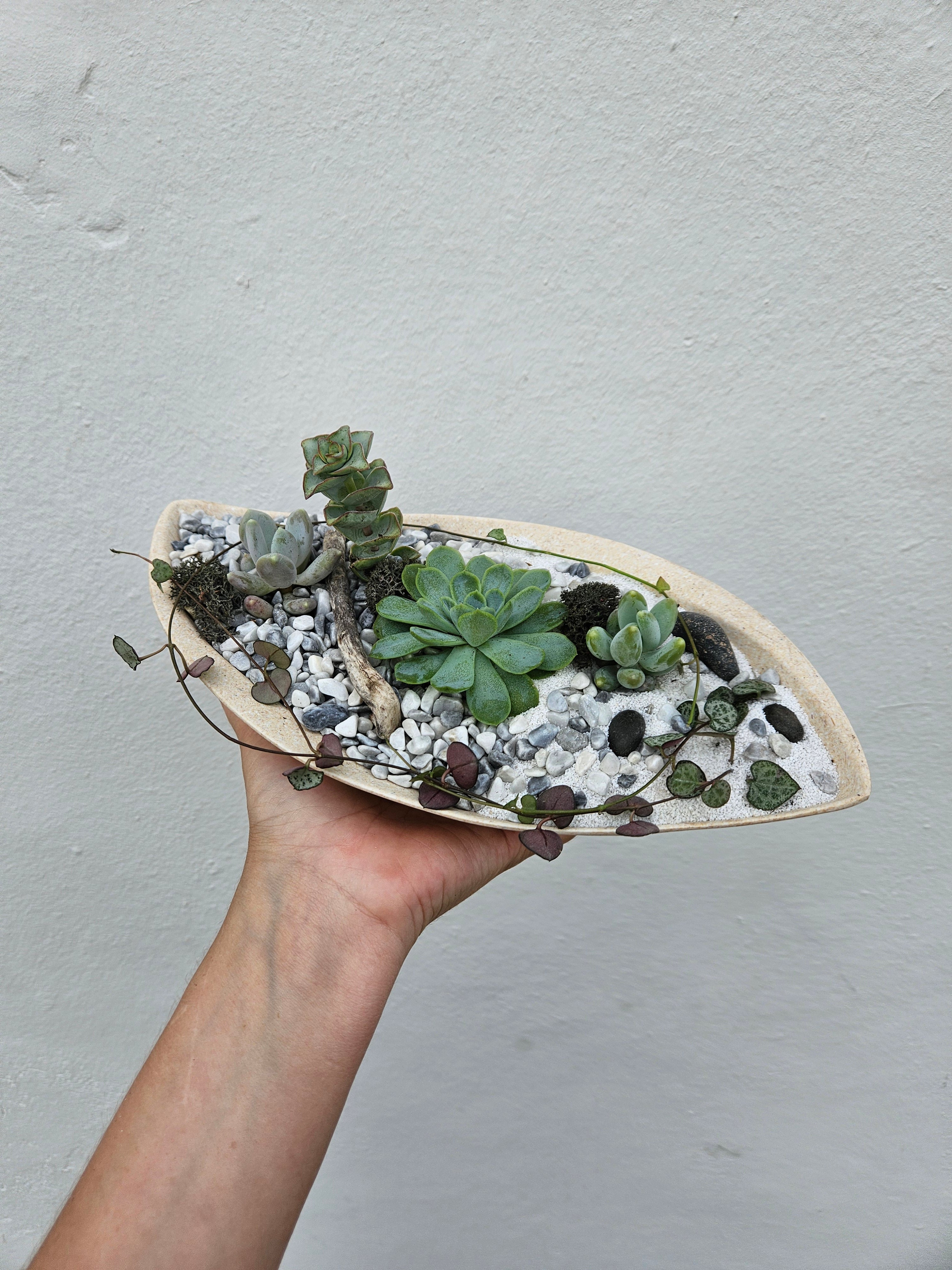 Small round husk disk open terrarium | Between Two Thorns