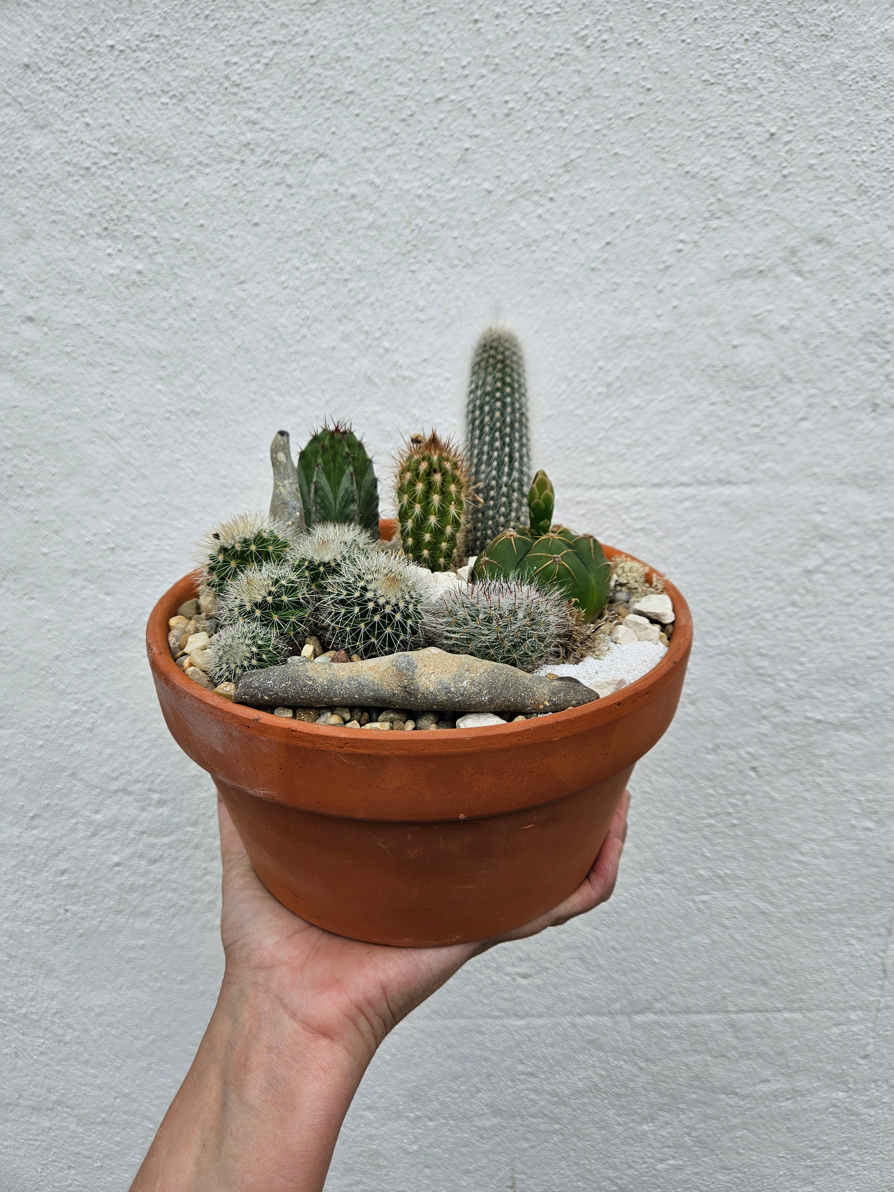 Terracotta Bowl with Cacti- Open Terrarium
