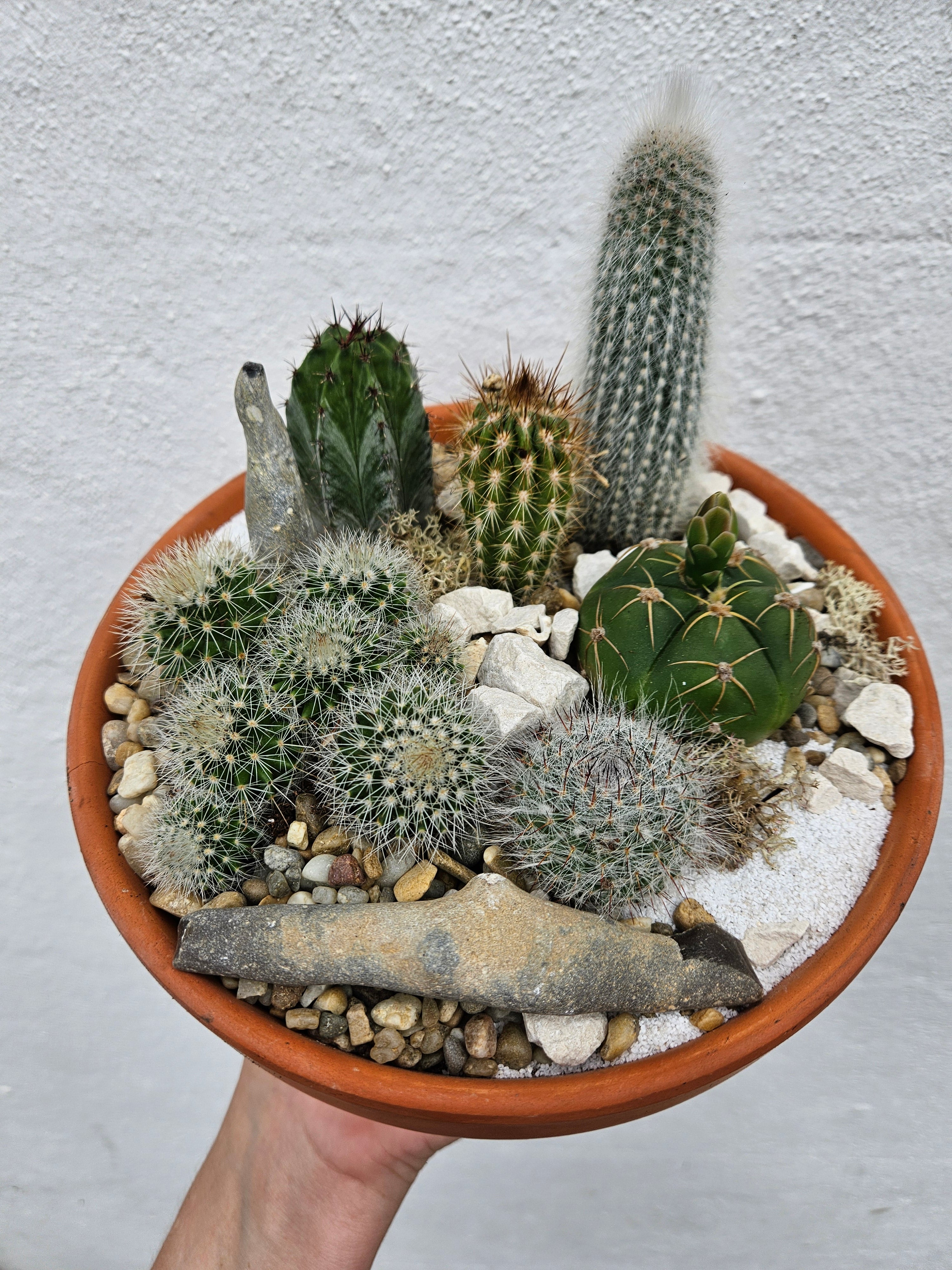 Terracotta Bowl with Cacti- Open Terrarium