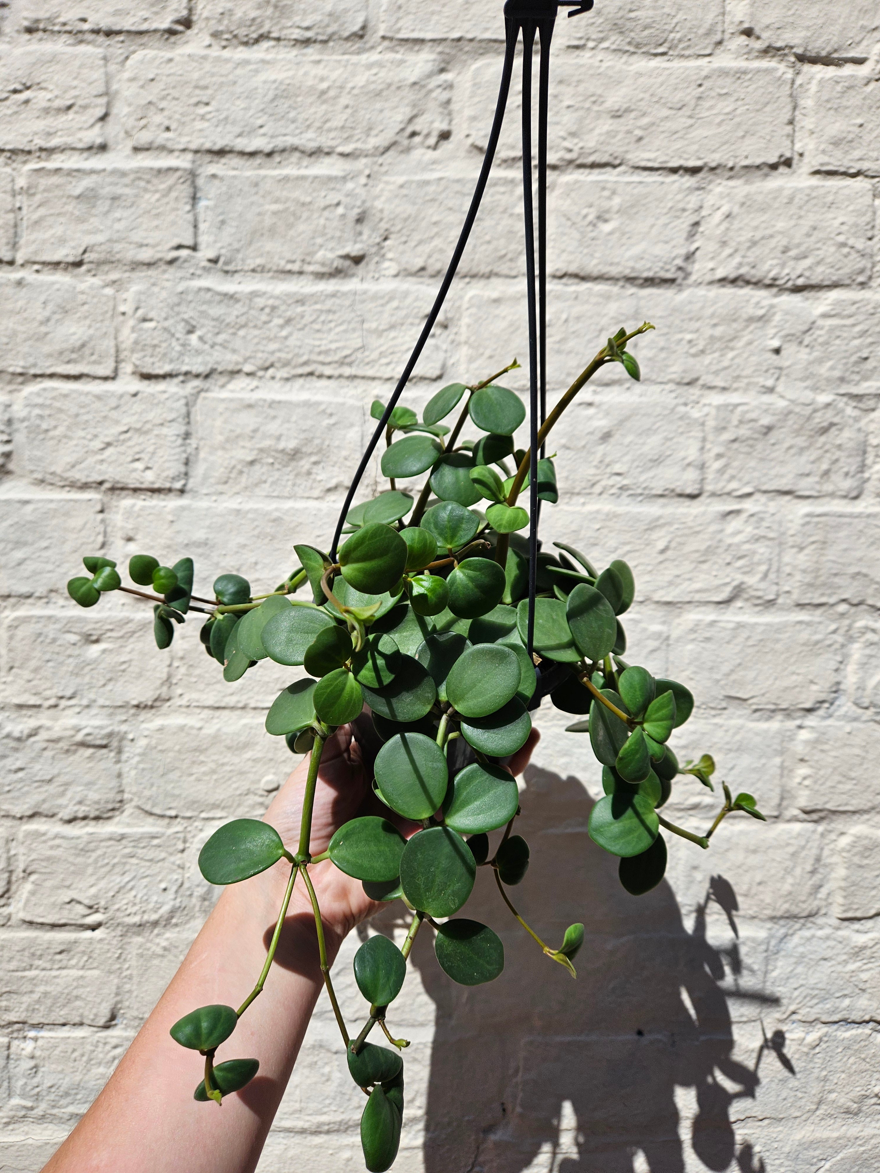 Peperomia tetraphylla &