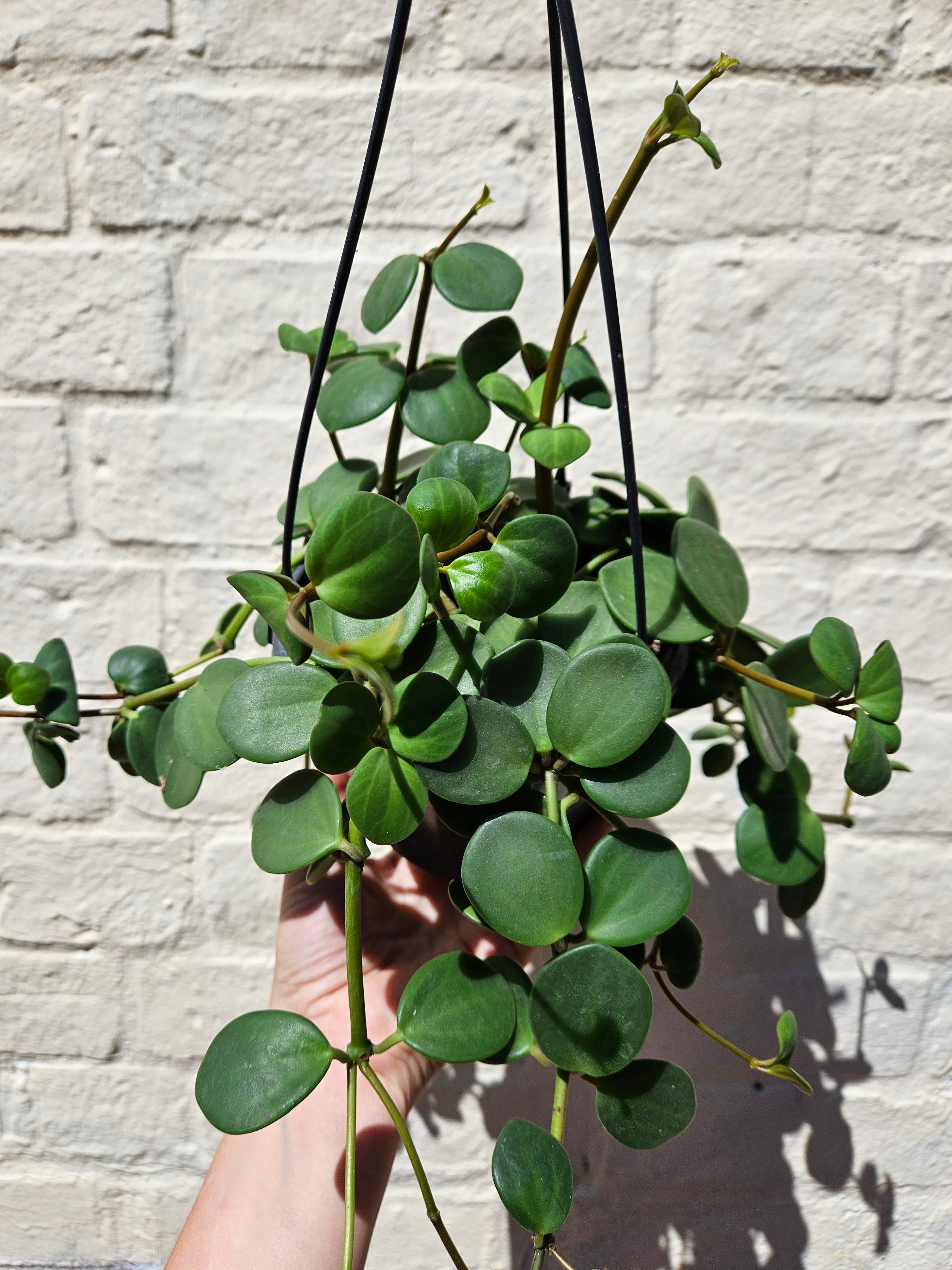 Peperomia tetraphylla &