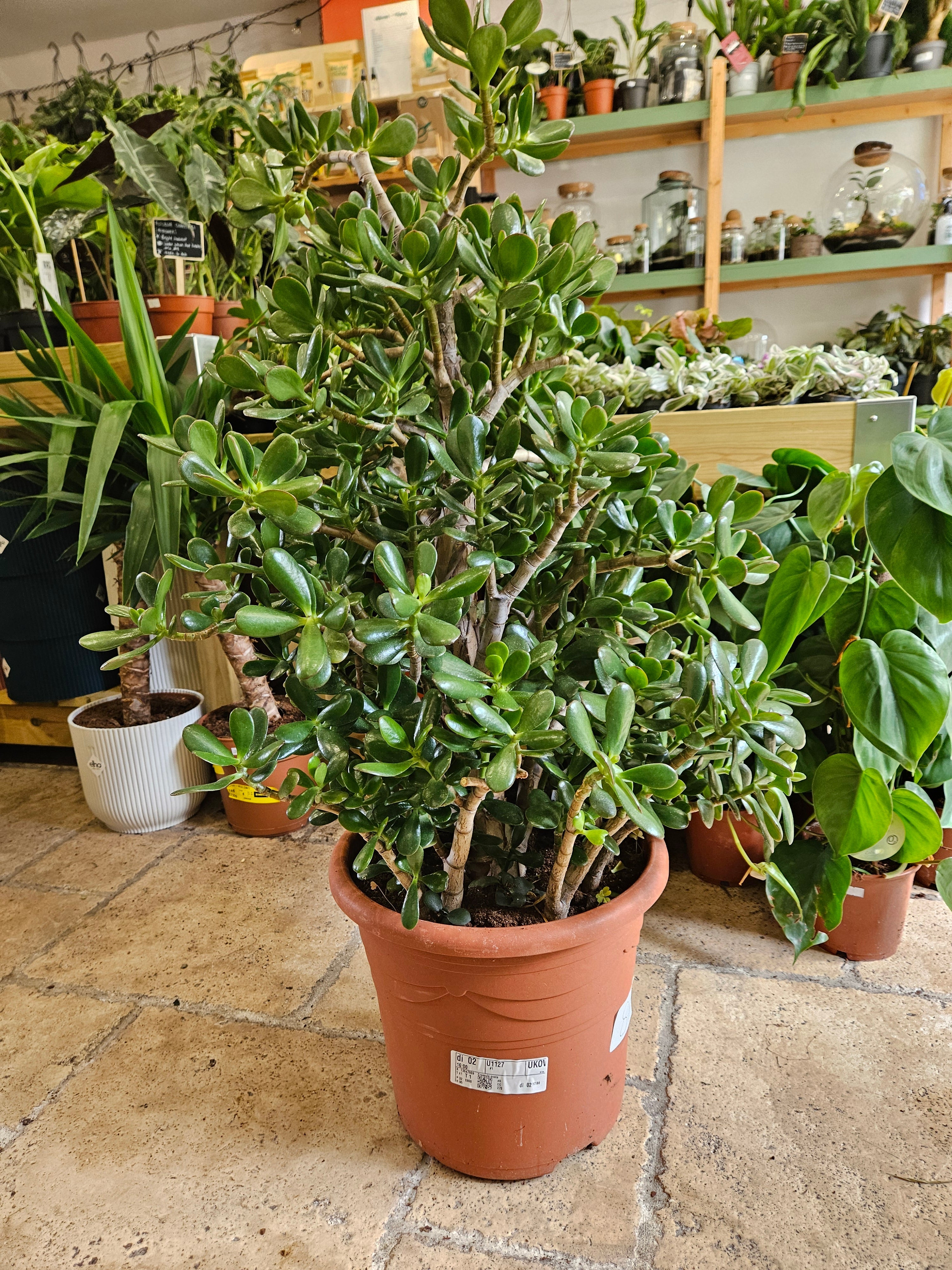 Crassula ovata (Jade plant/Succulent)