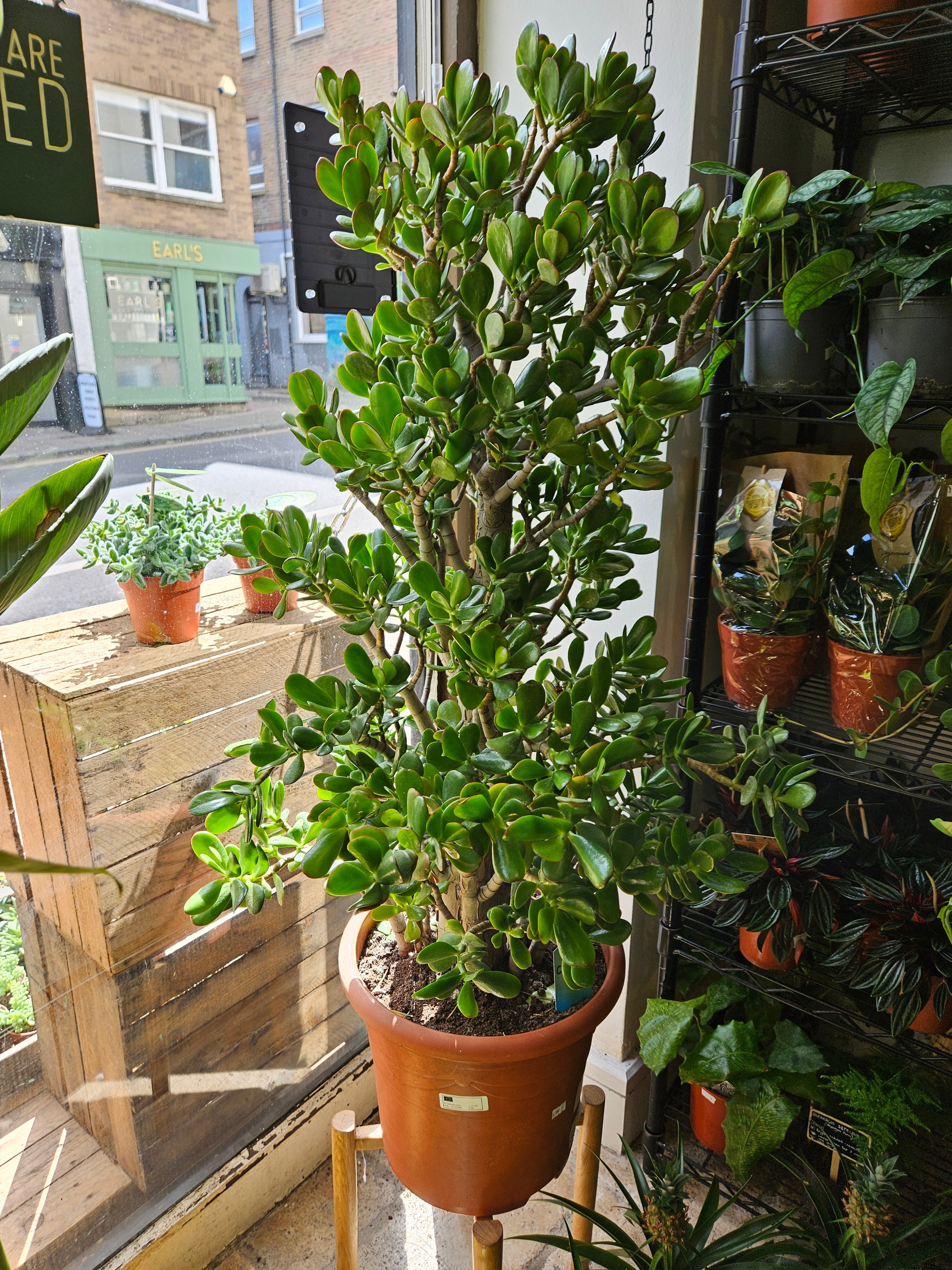 Crassula ovata (Jade plant/Succulent)