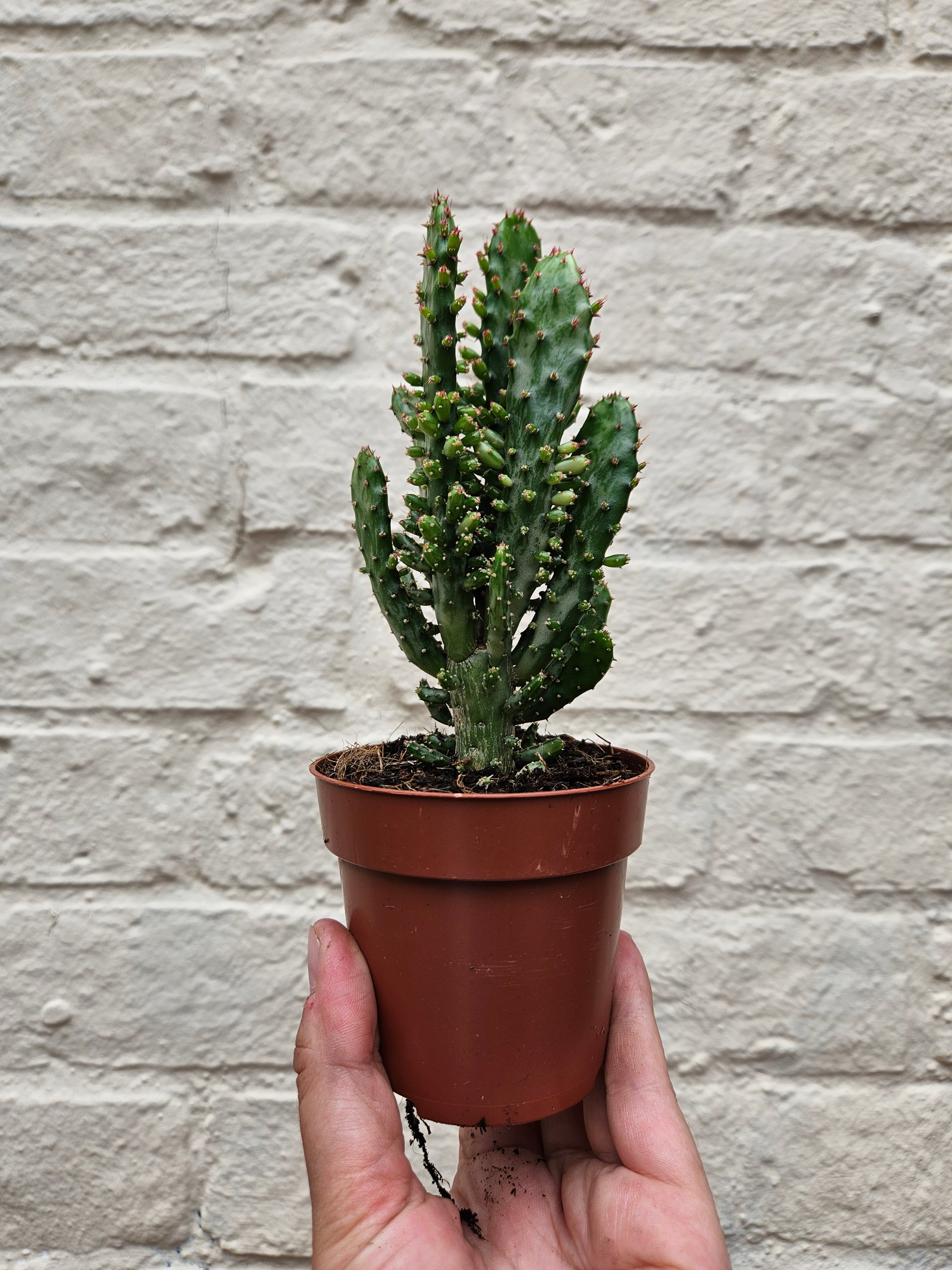 Opuntia monacantha (Drooping Prickly Pear)