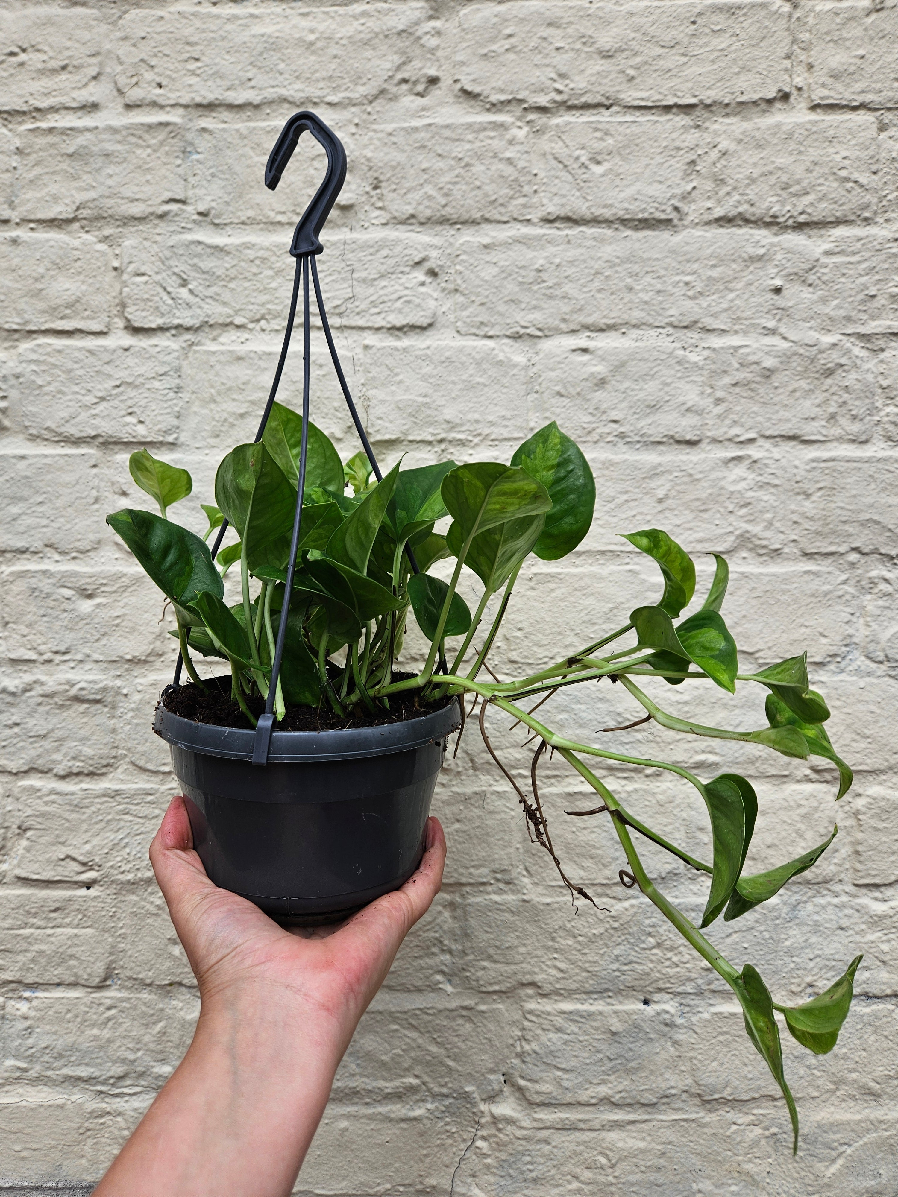 Epipremnum pinnatum &
