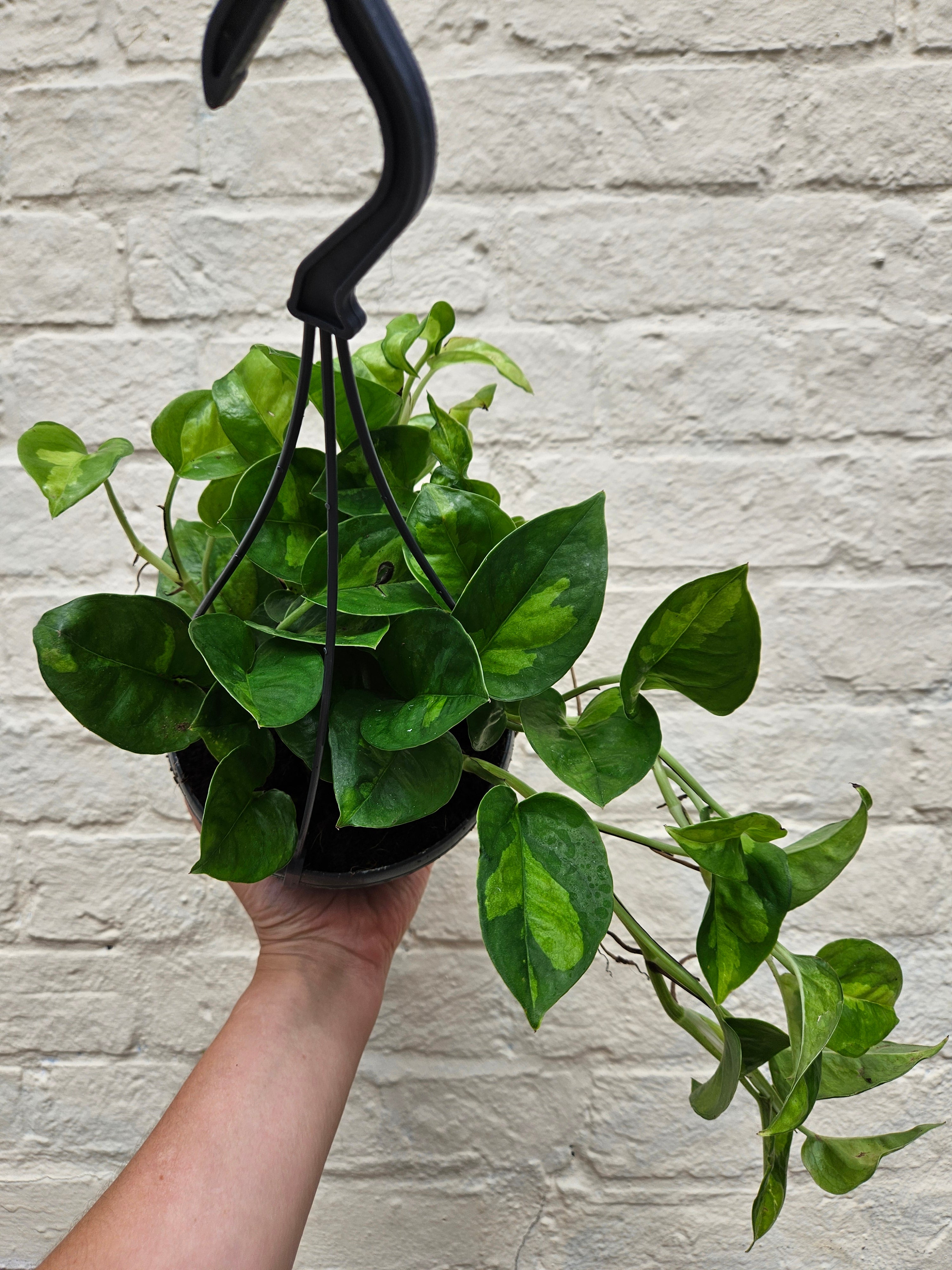 Epipremnum pinnatum &