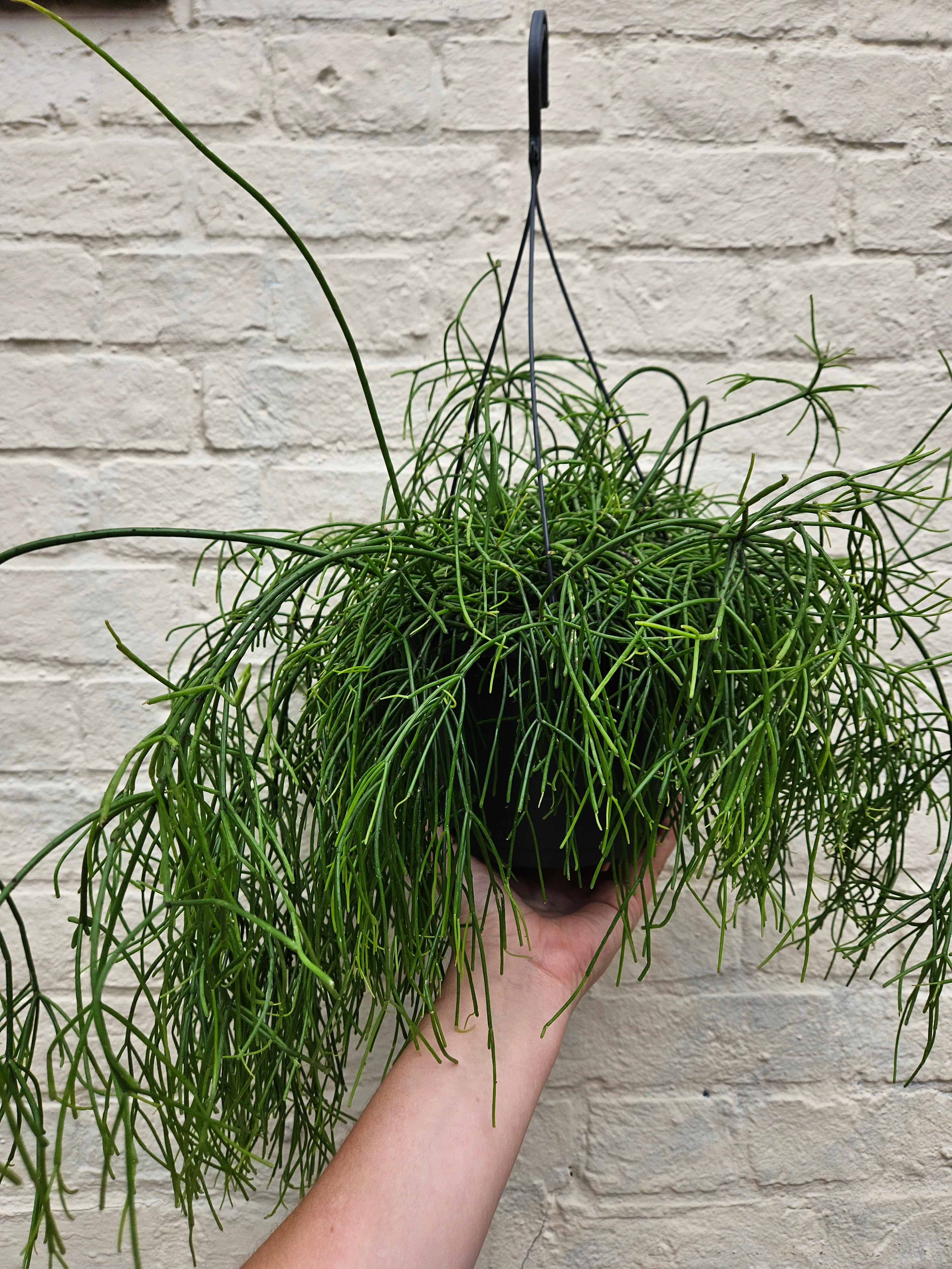 Rhipsalis baccifera &