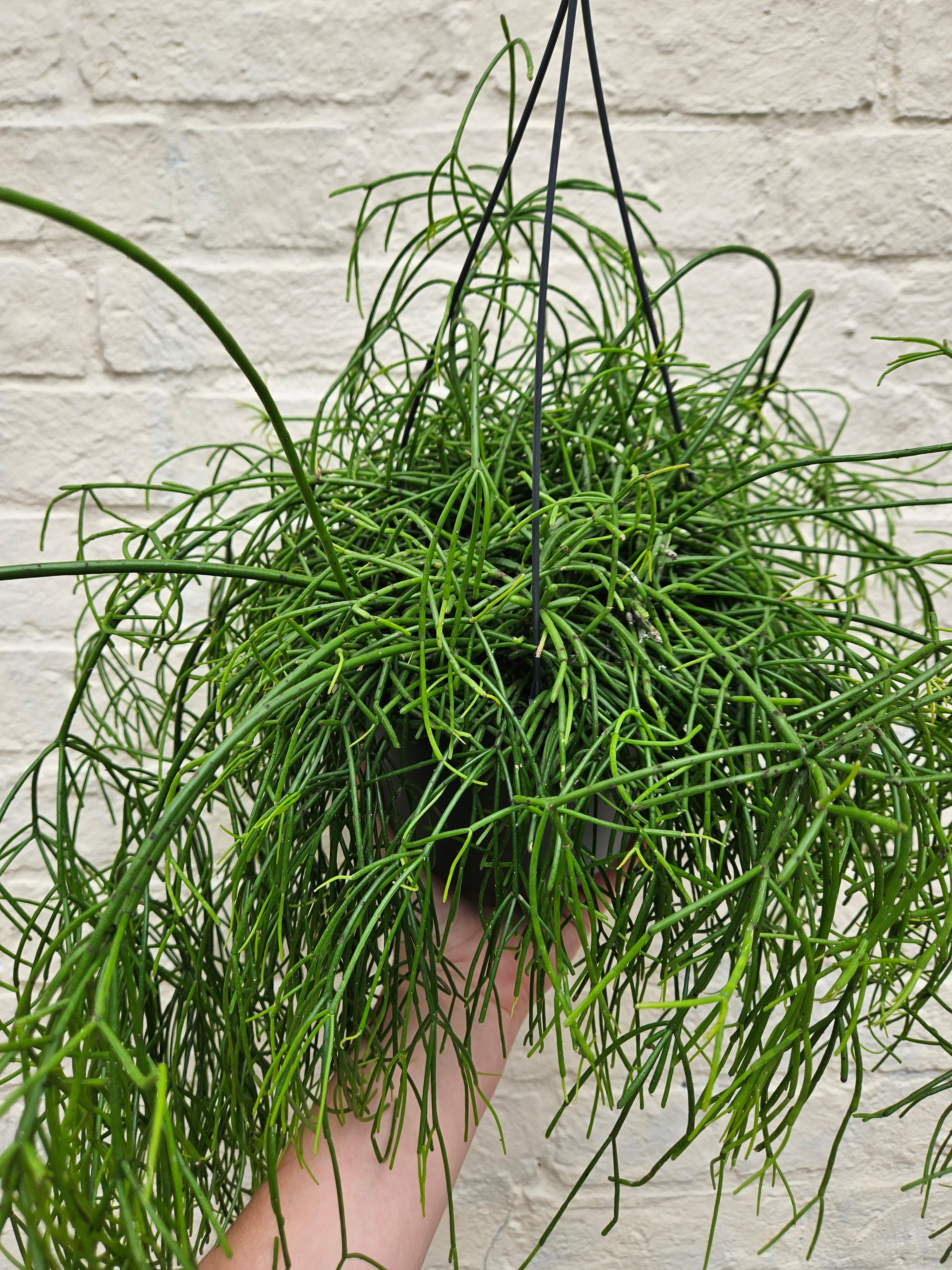 Rhipsalis baccifera &