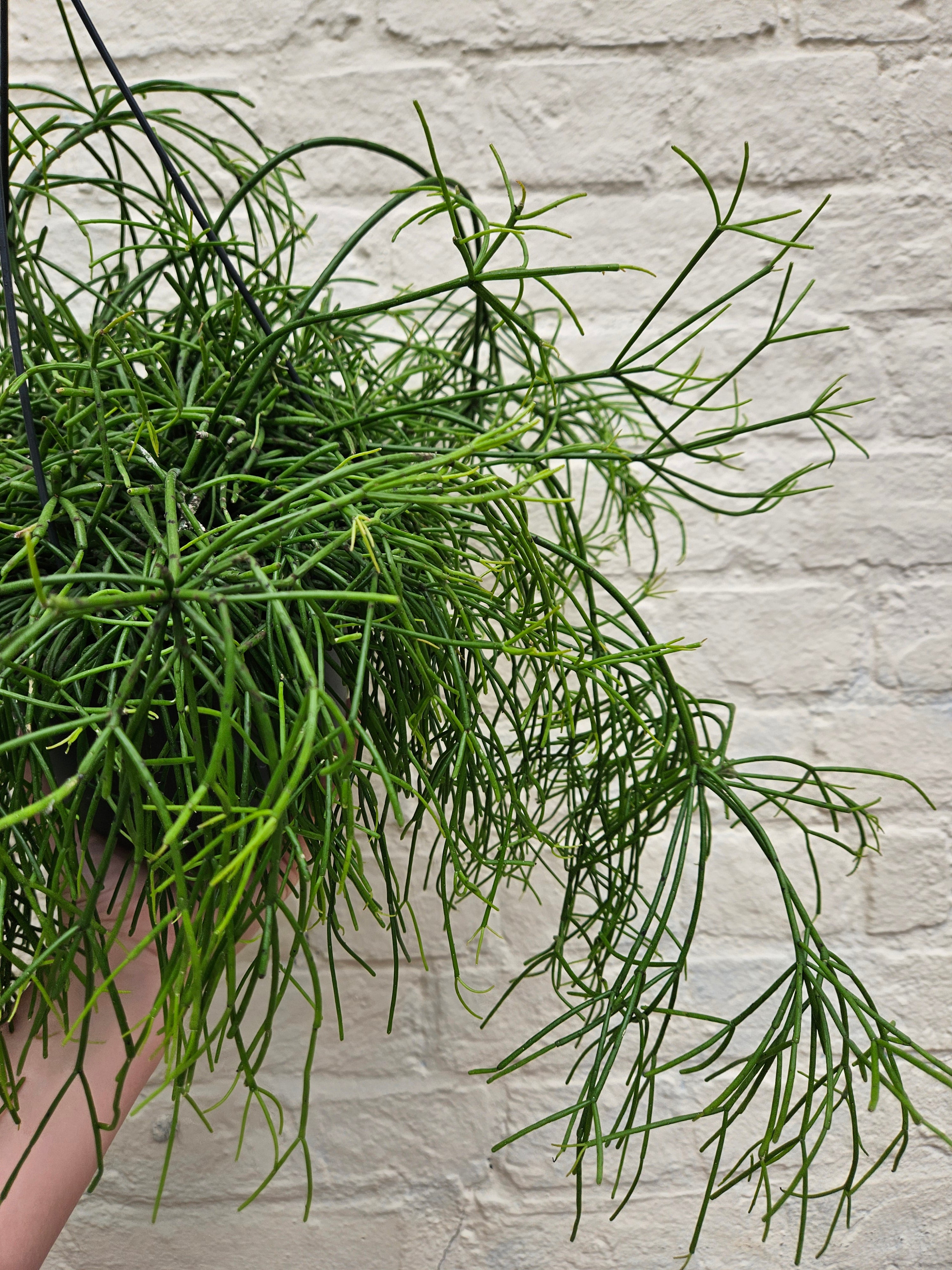 Rhipsalis baccifera &