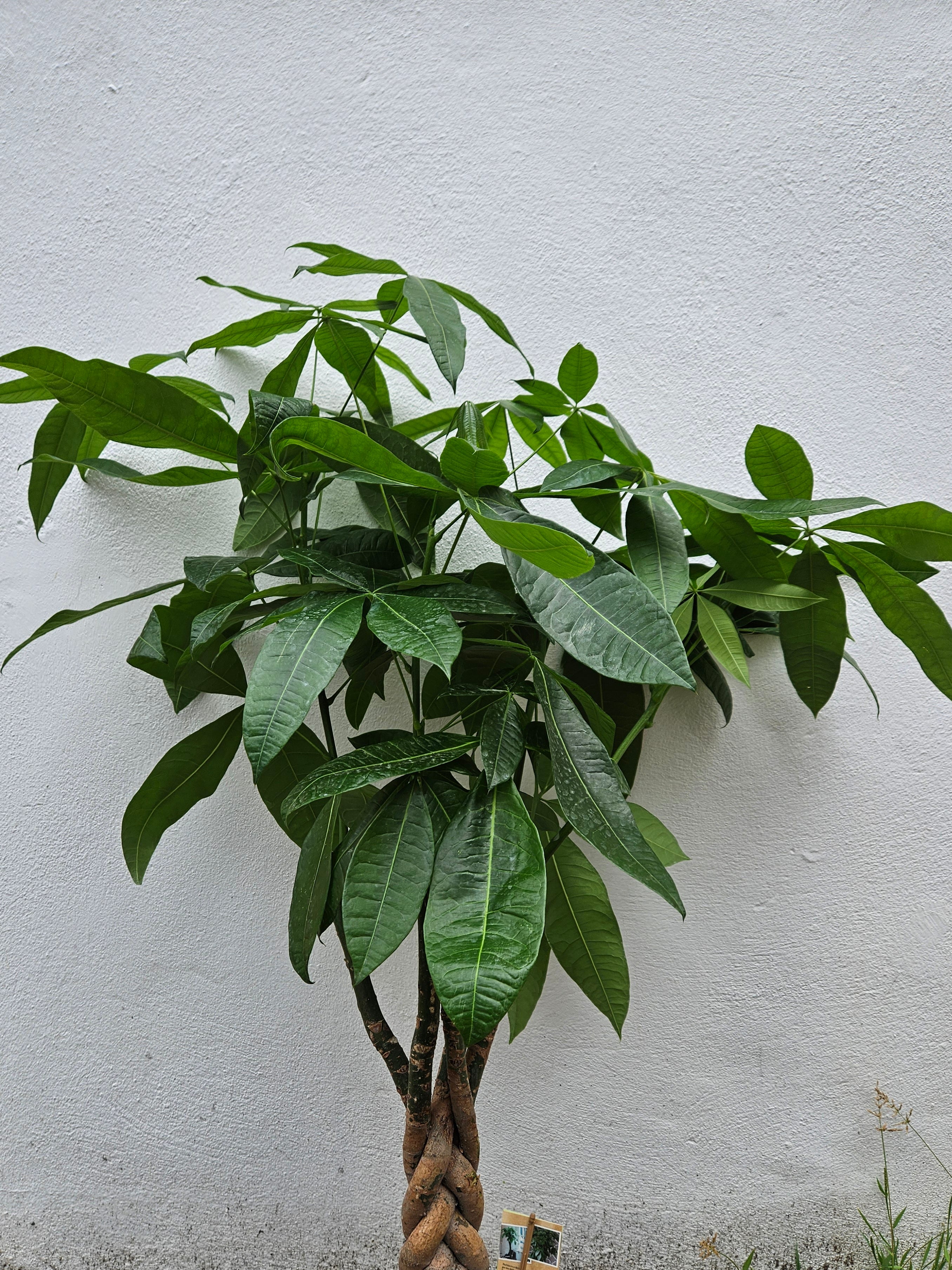 Pachira aquatica (Guiana Chestnut/ Money Tree)