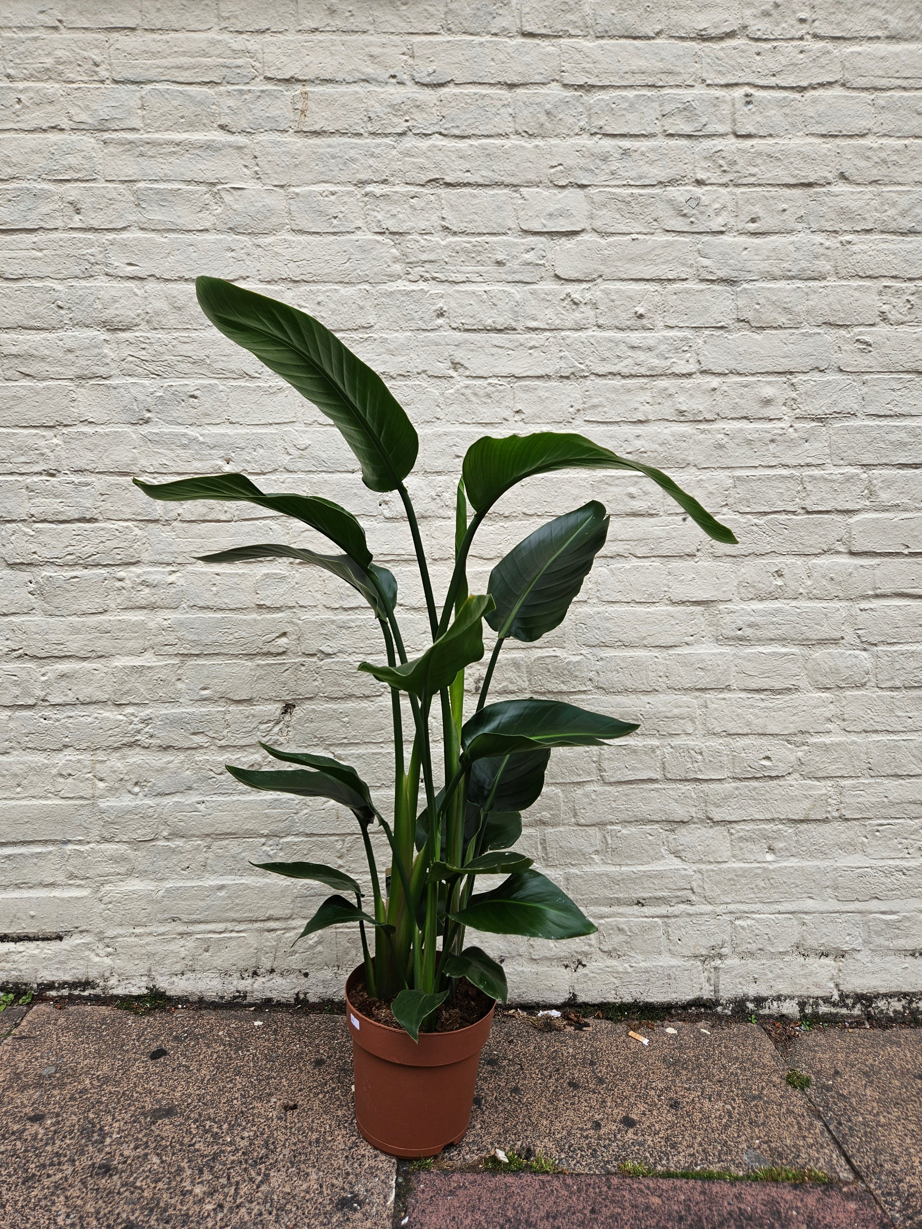 Strelitzia reginae (Orange Bird of Paradise) - Various sizes available