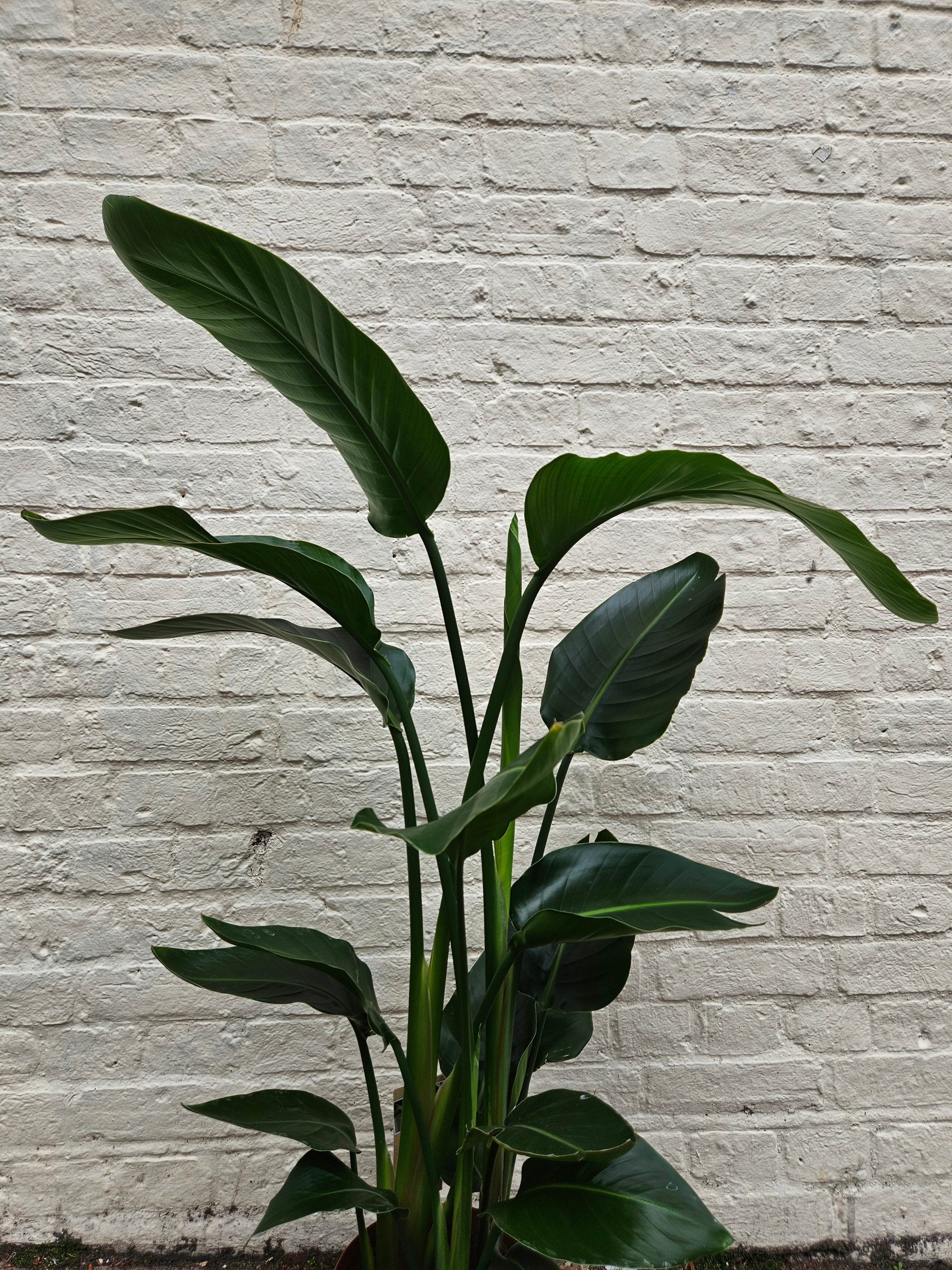 Strelitzia reginae (Orange Bird of Paradise) - Various sizes available