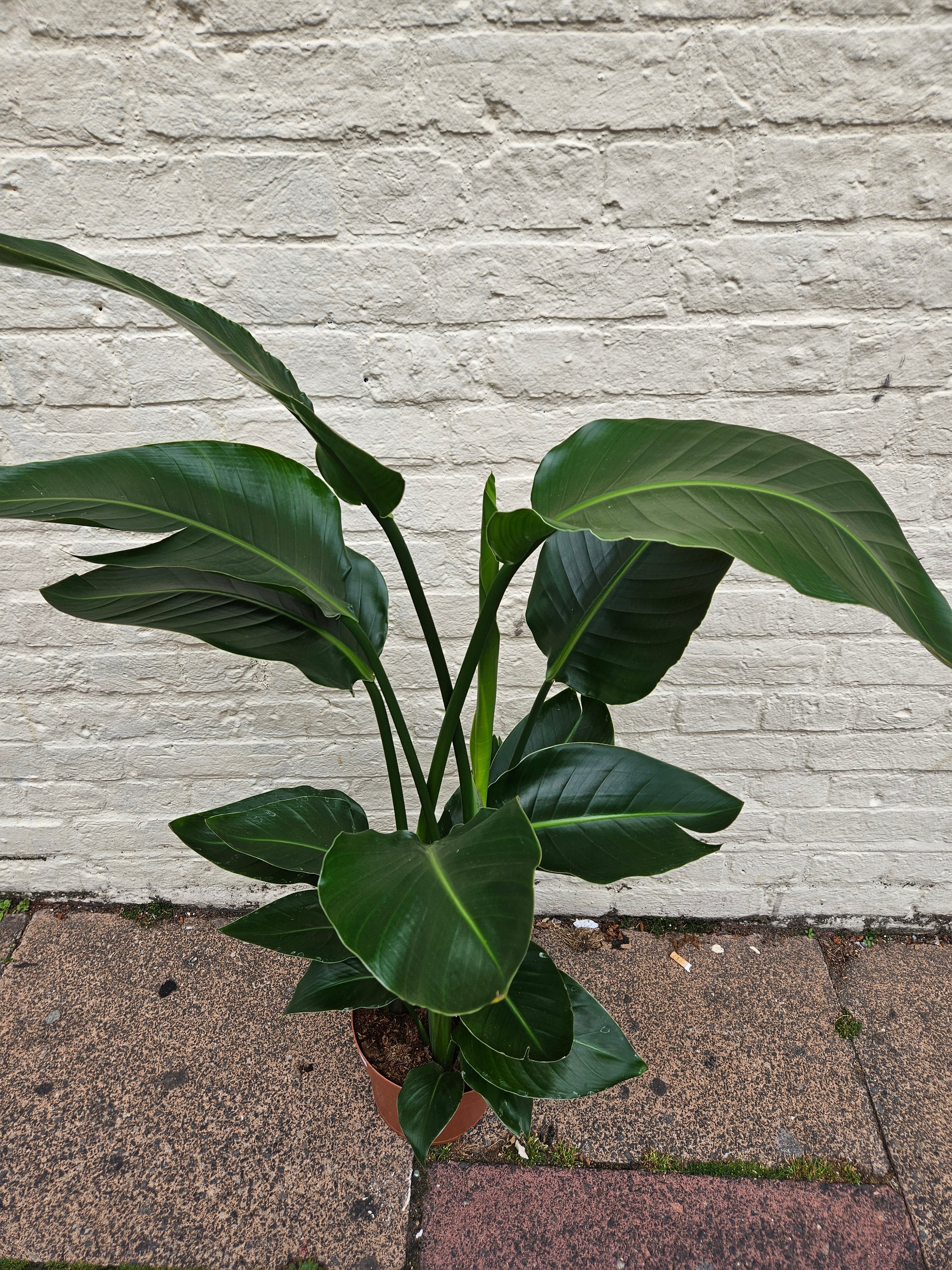 Strelitzia reginae (Orange Bird of Paradise) - Various sizes available