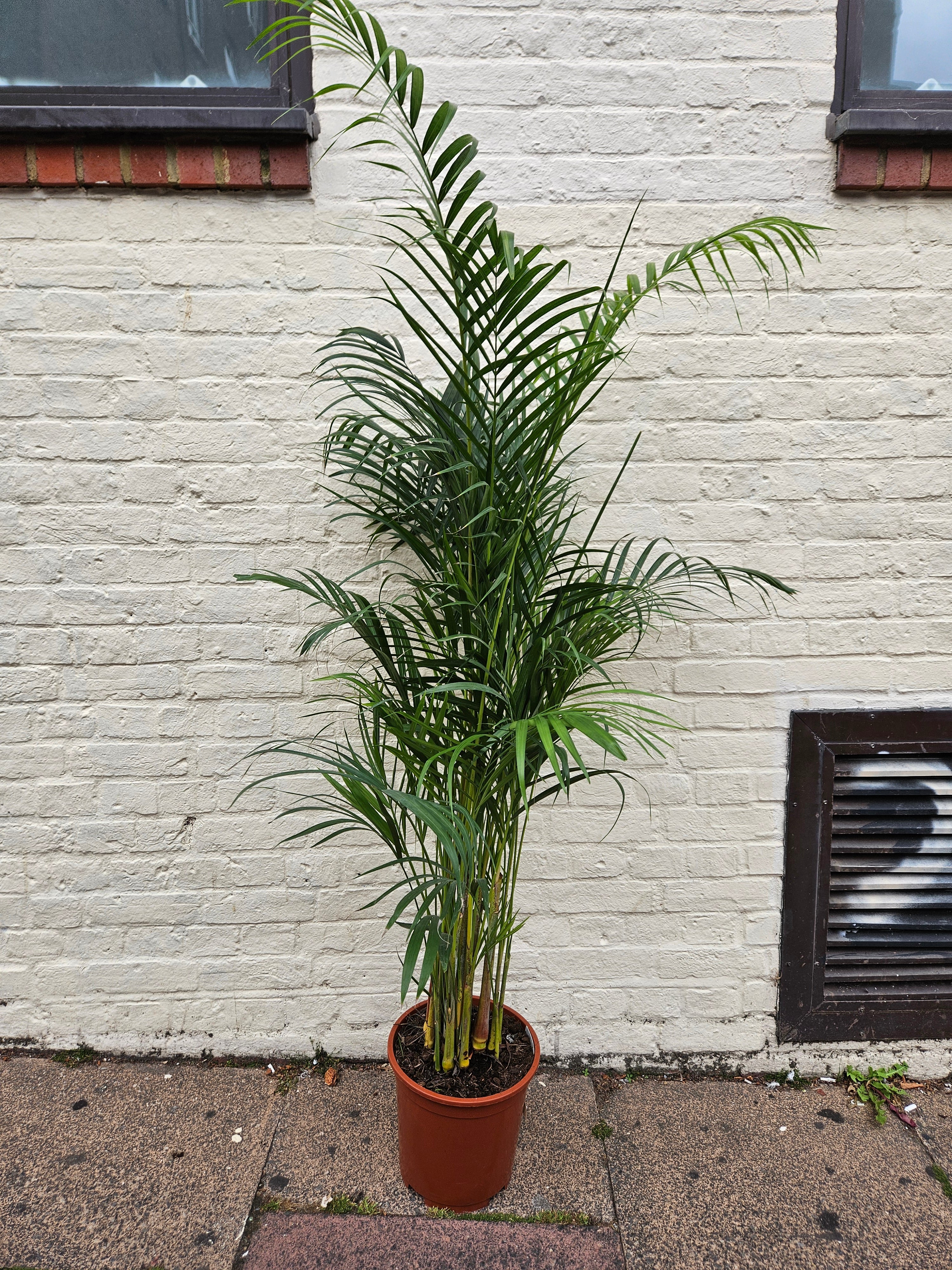 Dypsis lutescens (Areca palm/ Butterfly palm)