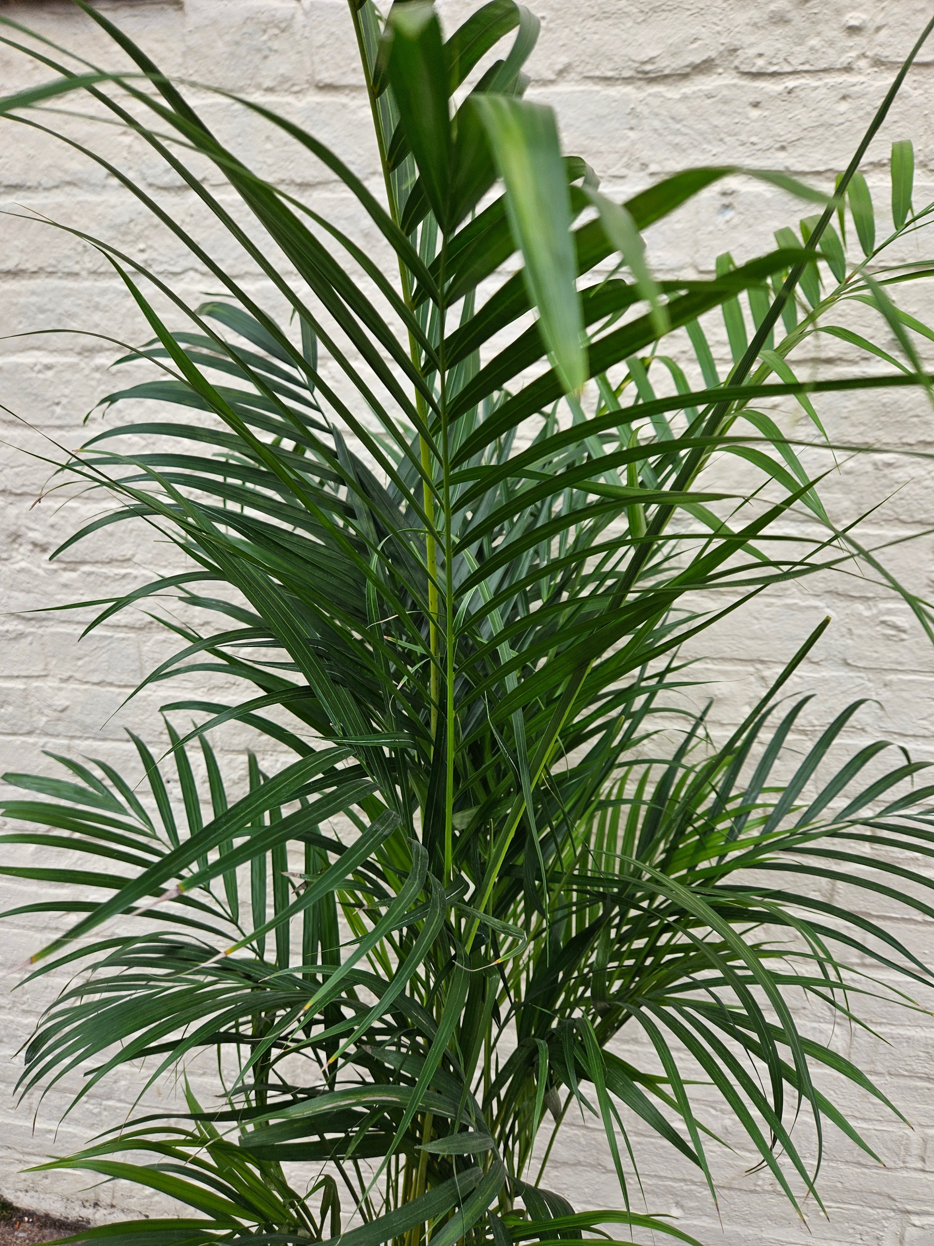 Dypsis lutescens (Areca palm/ Butterfly palm)