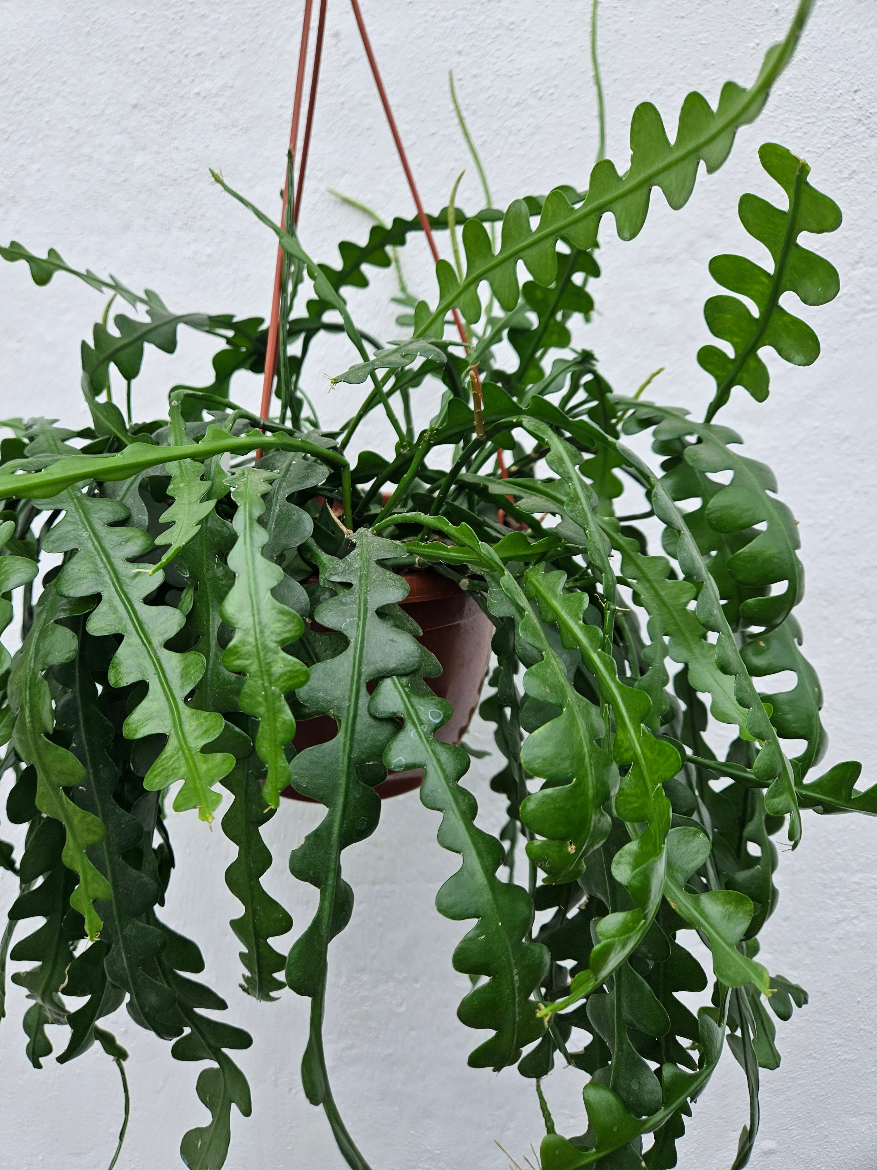 Disocactus anguliger syn. Epiphyllum anguliger (Fishbone Cactus)- Multiple sizes