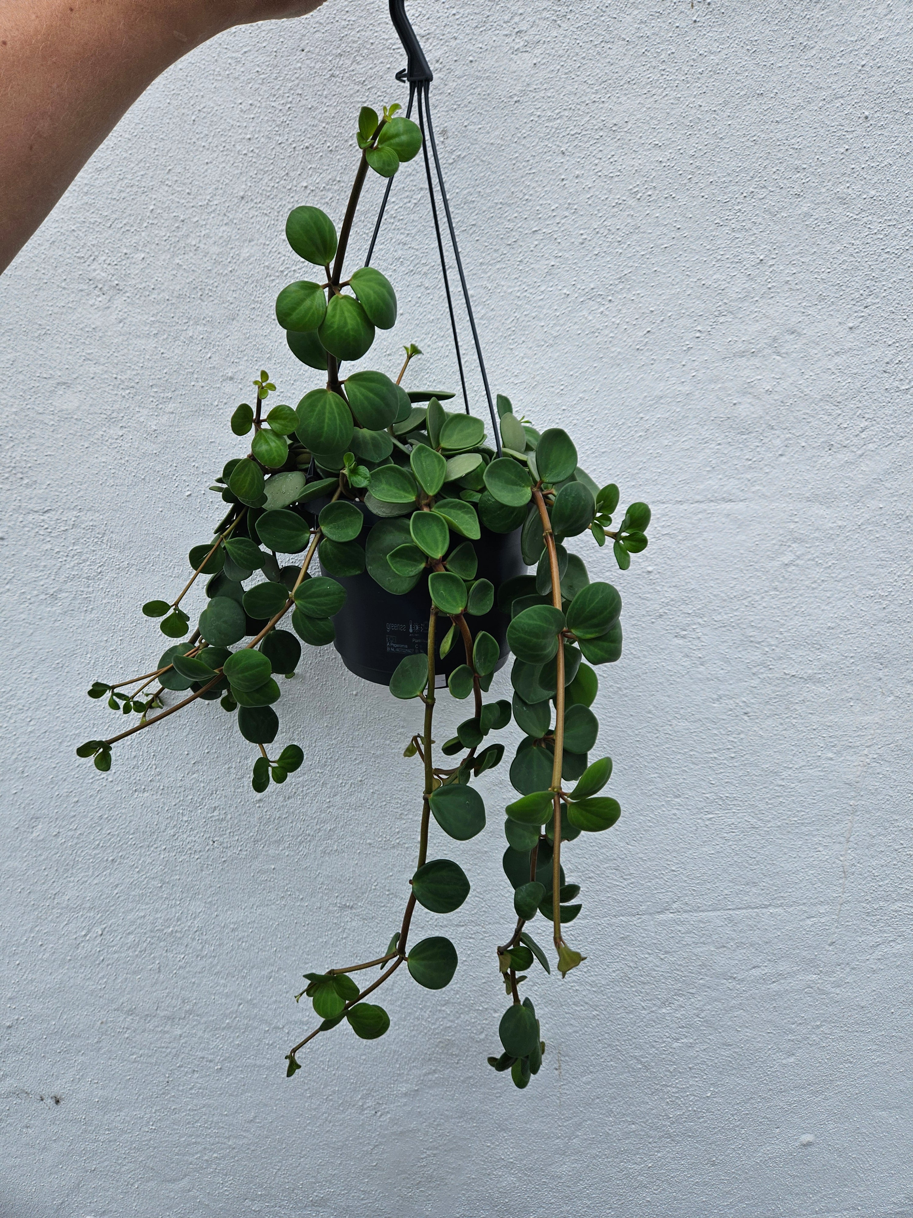 Peperomia tetraphylla &
