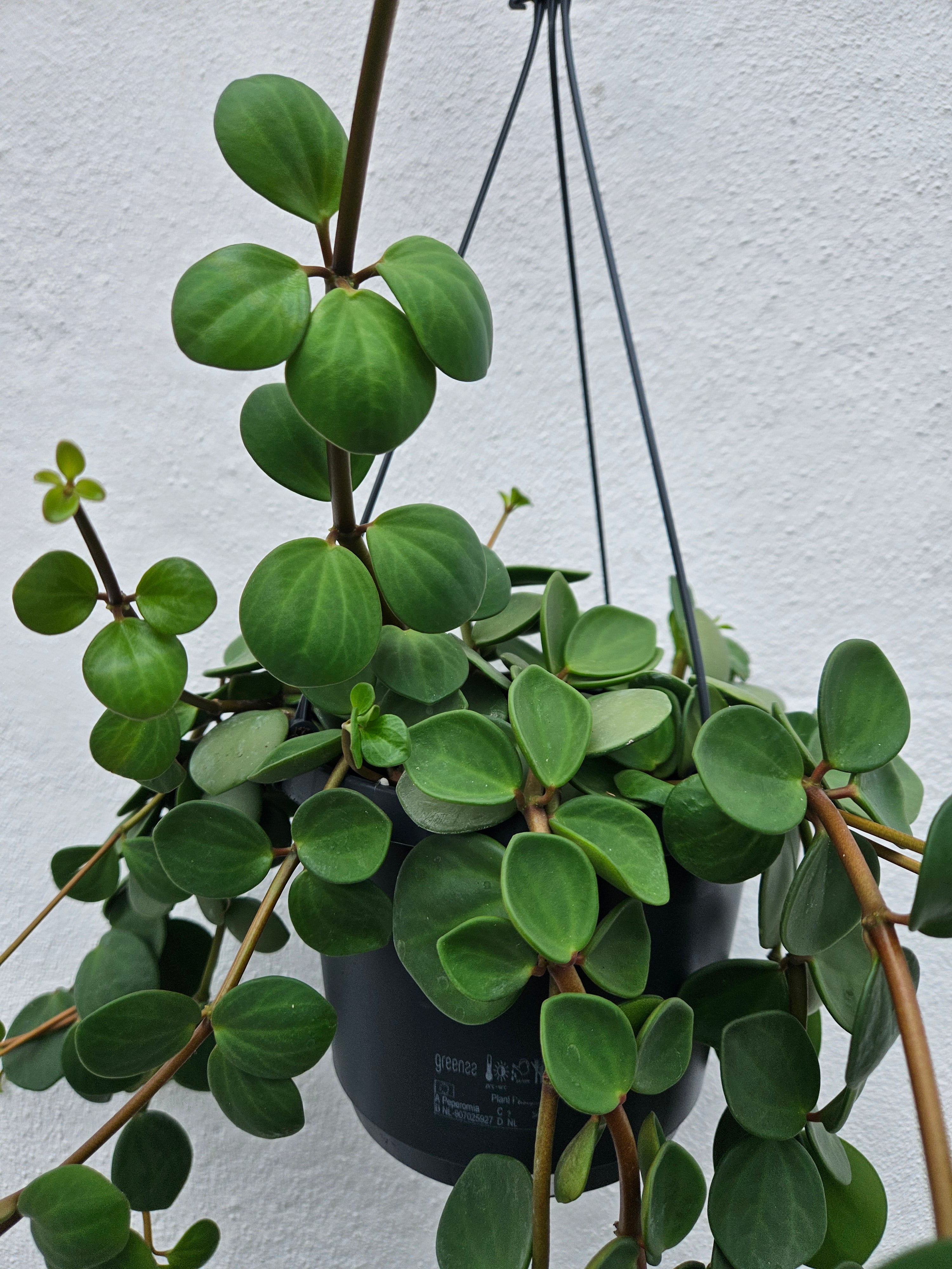Peperomia tetraphylla &