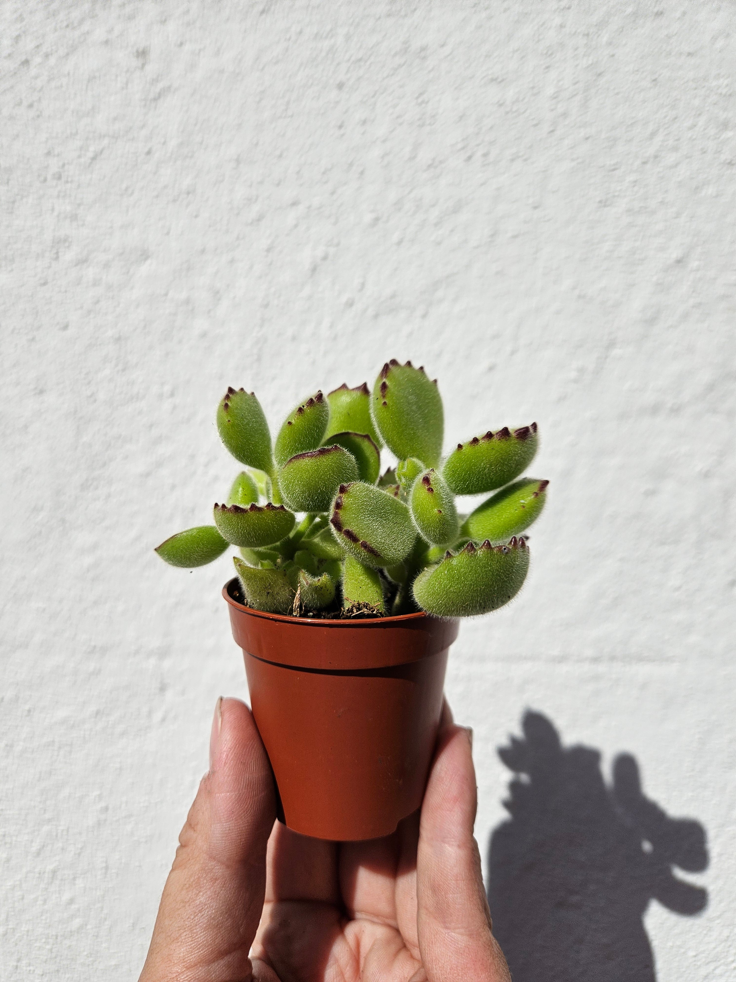 Cotyledon tomentosa &