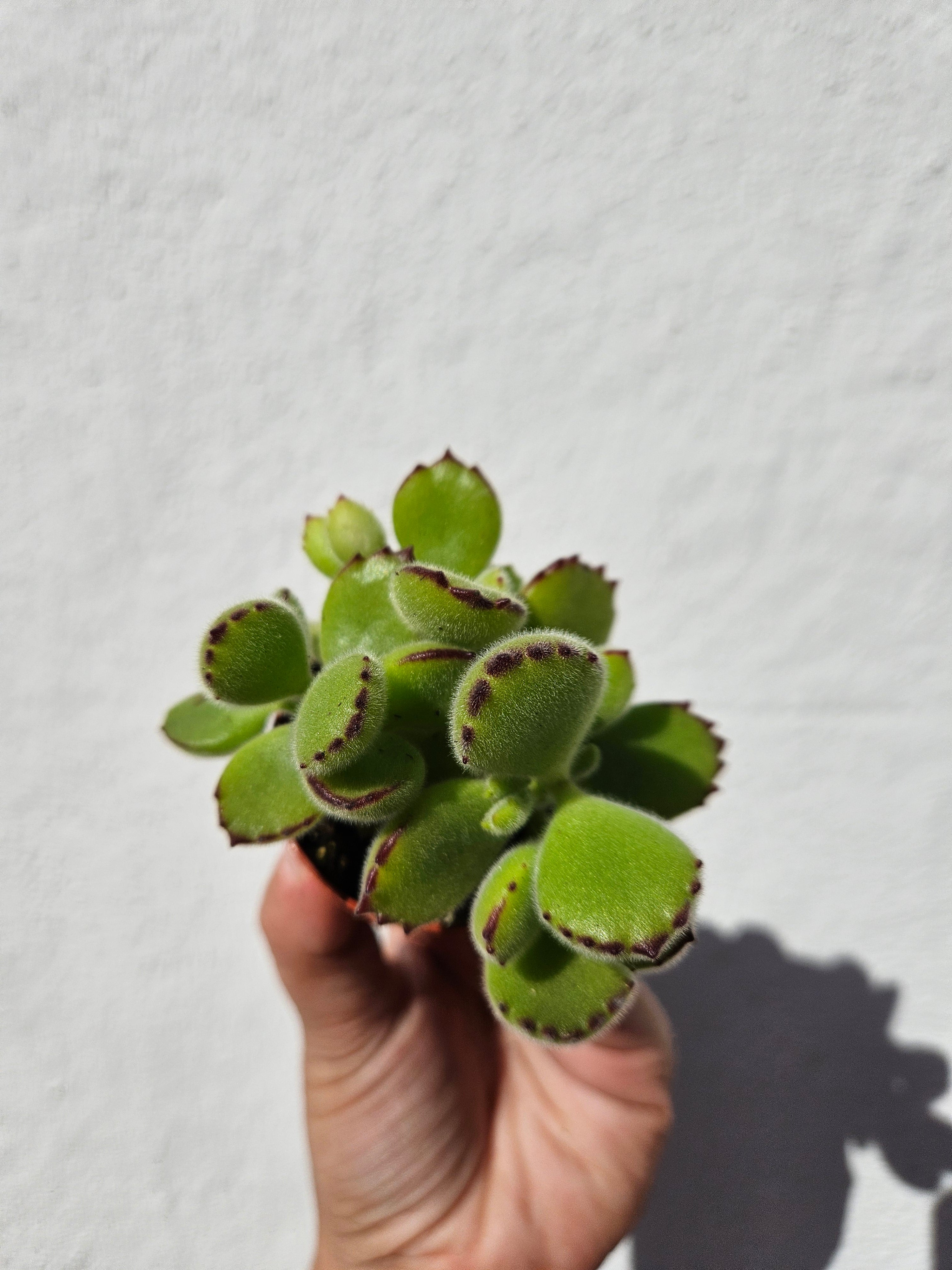 Cotyledon tomentosa &