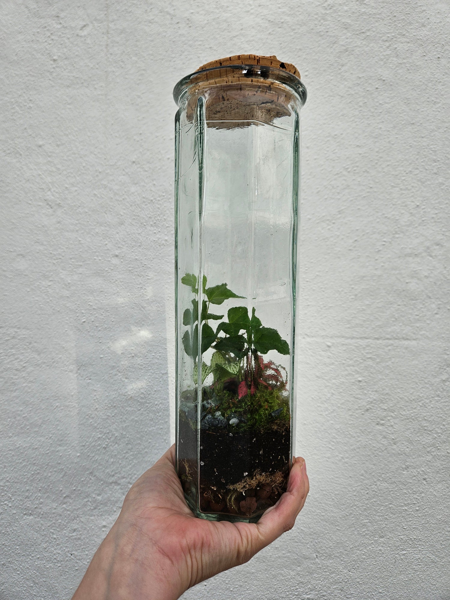 Tall Glass spaghetti jar Closed Terrarium