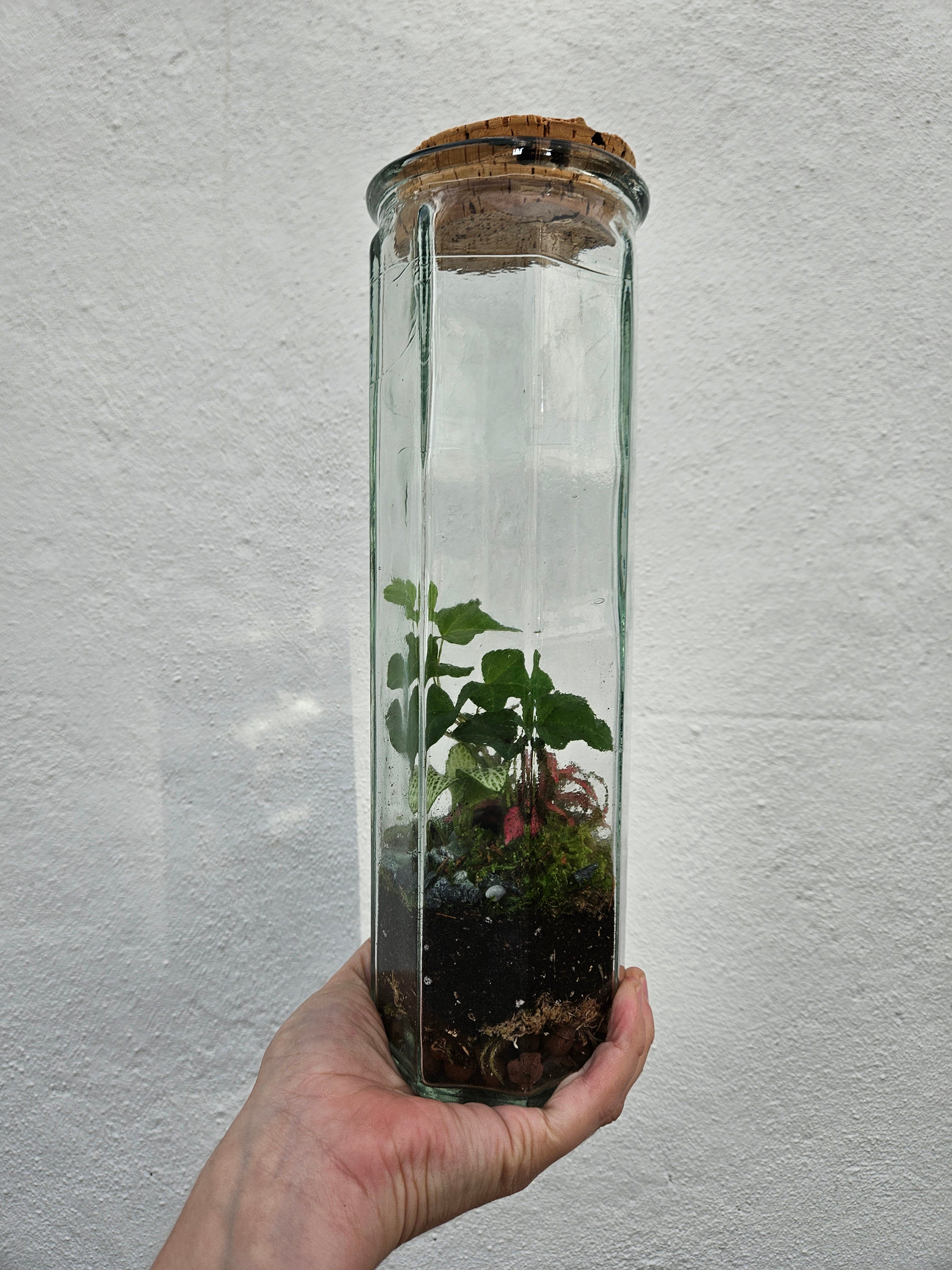 Tall Glass spaghetti jar Closed Terrarium