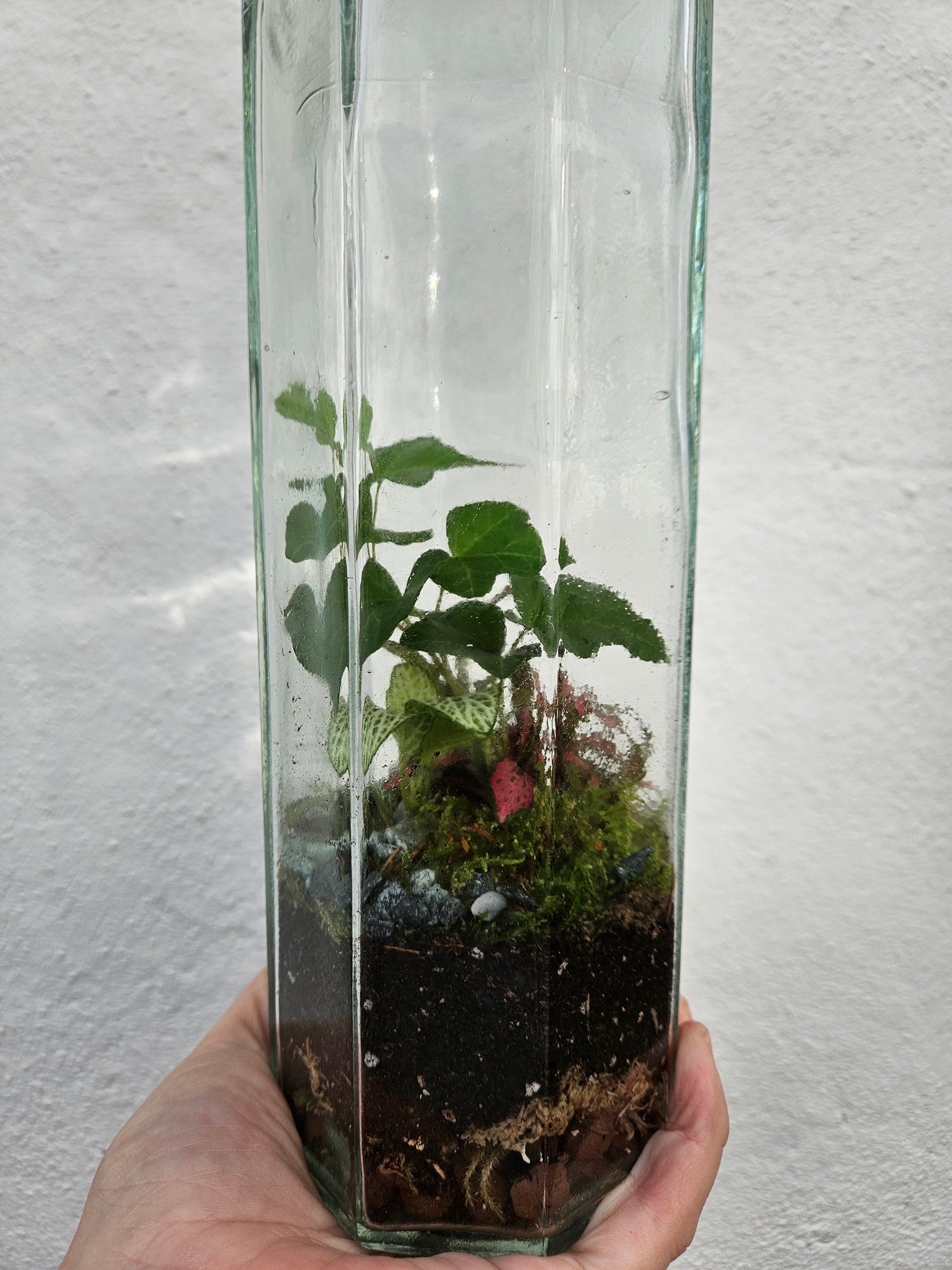 Tall Glass spaghetti jar Closed Terrarium