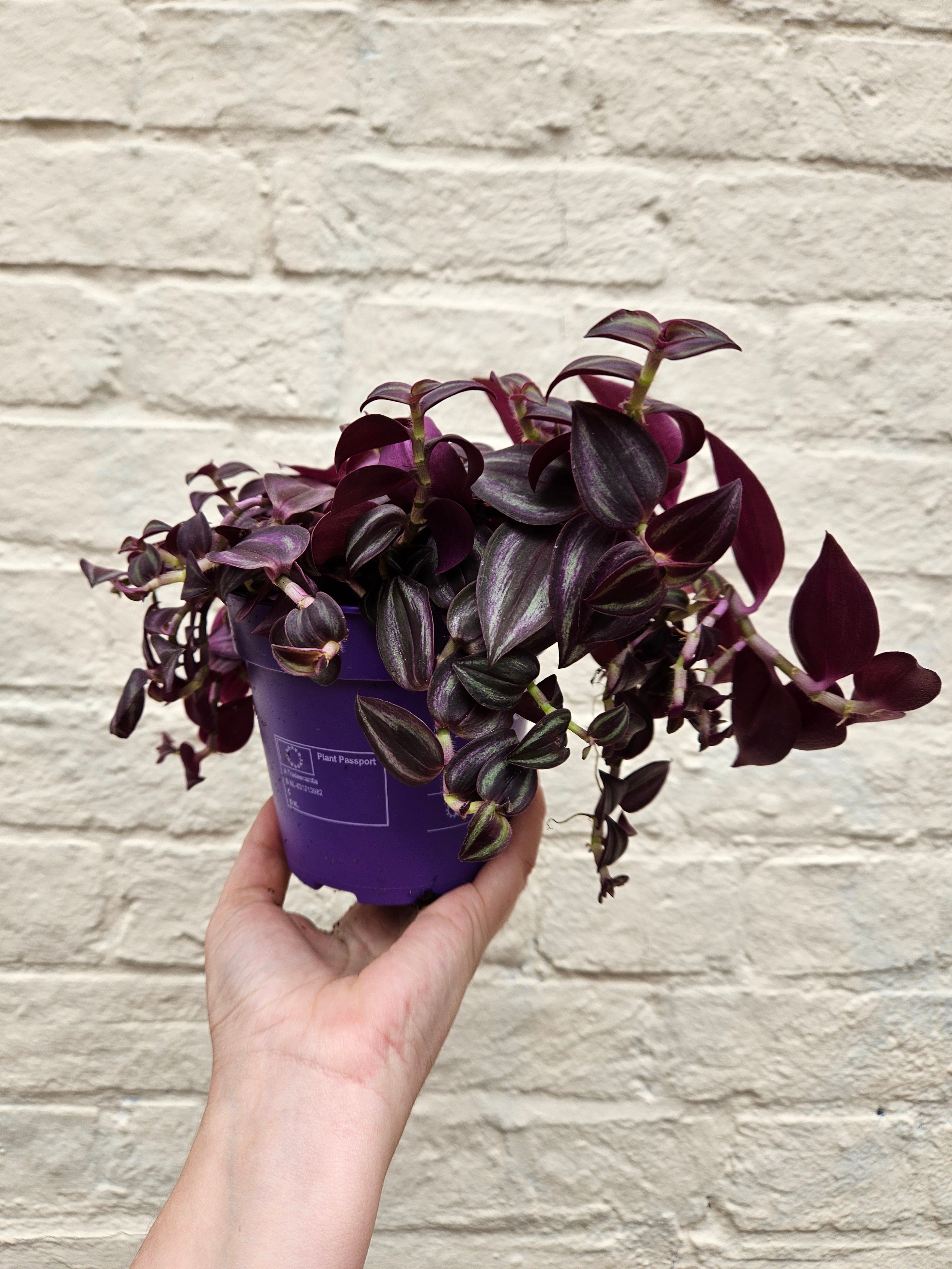 Tradescantia &