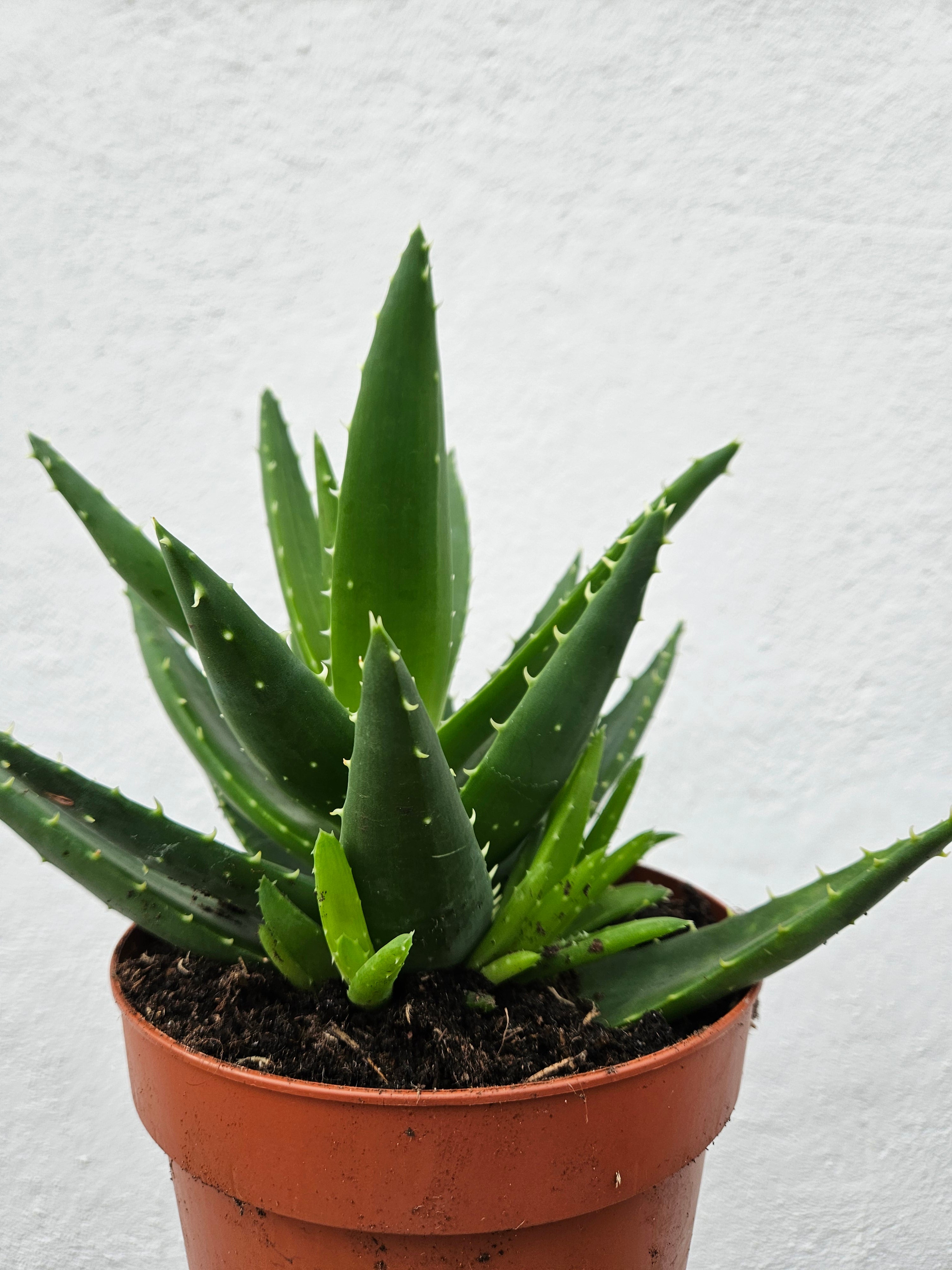 Aloe perfoliata syn. Aloe mitriformis (Mitre aloe/ Succulent aloe)