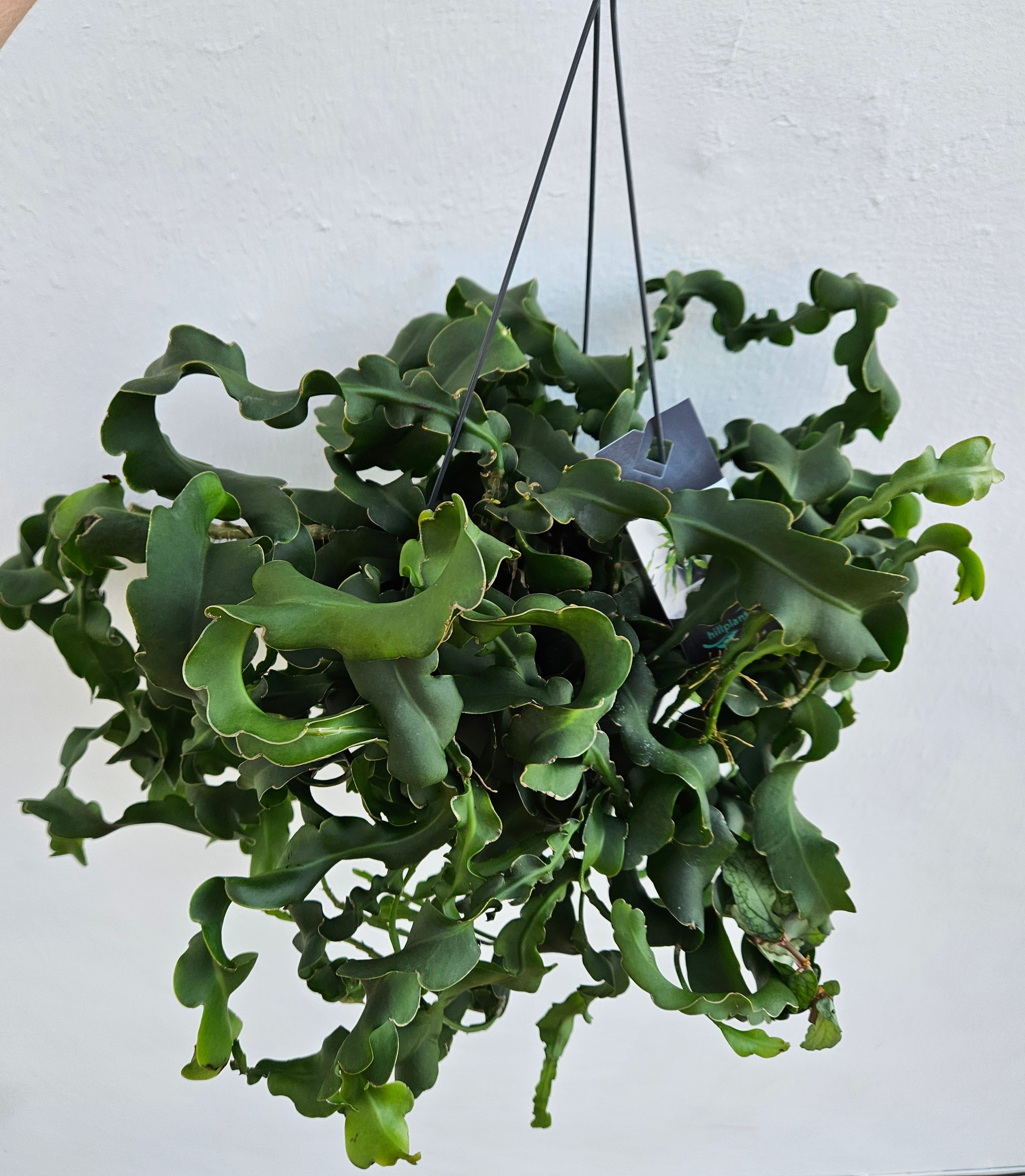 Epiphyllum gautem var. monstrosa (Curly locks orchid cactus) in hanging pot
