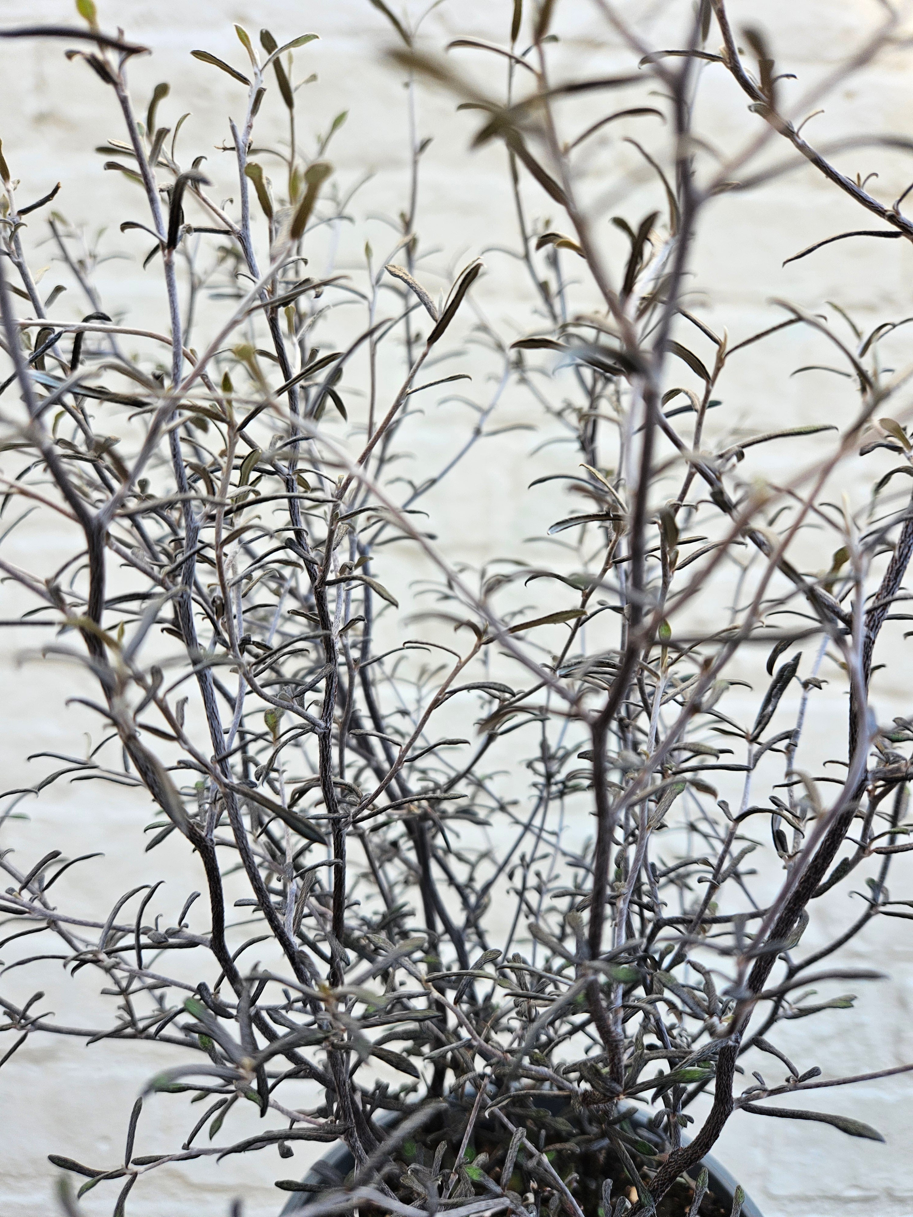 Corokia cotoneaster &