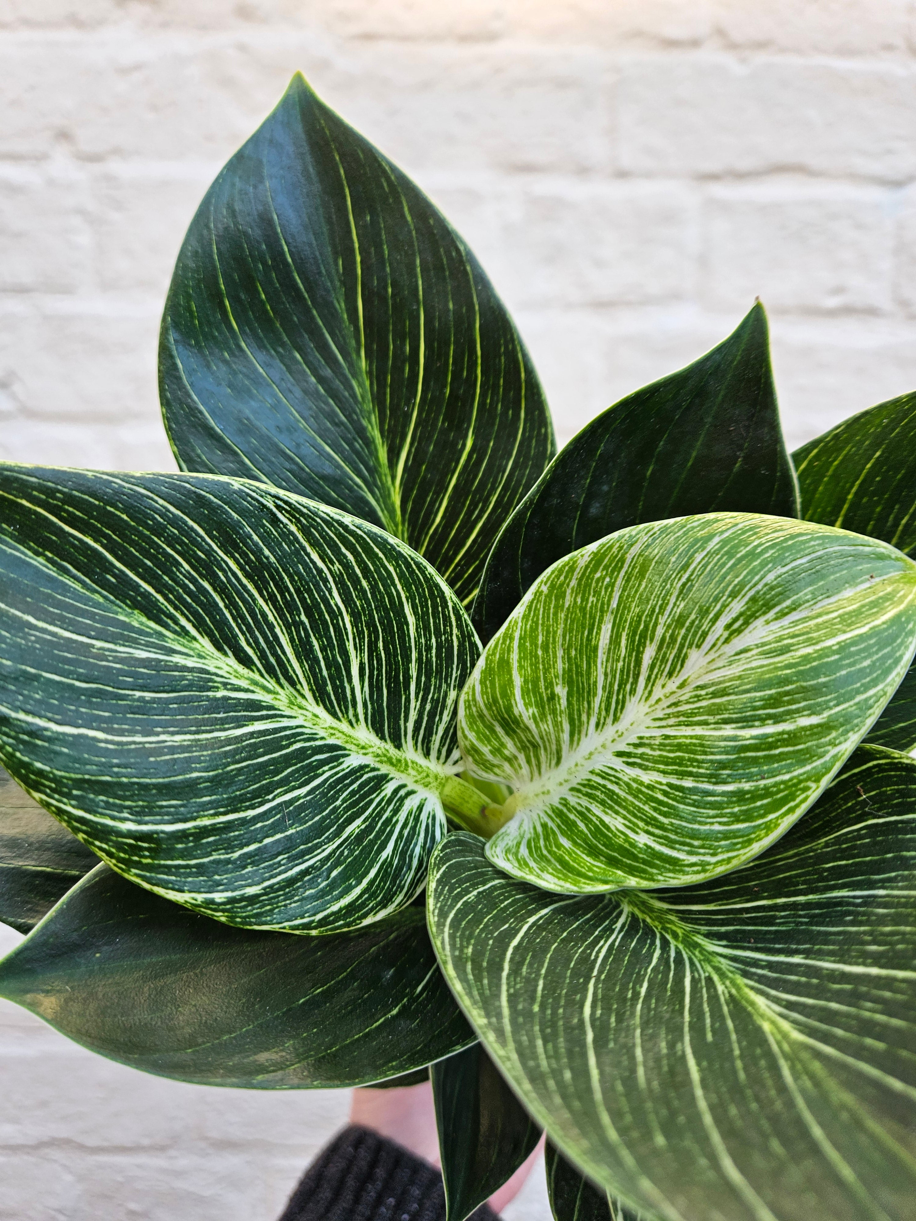 Philodendron birkin &