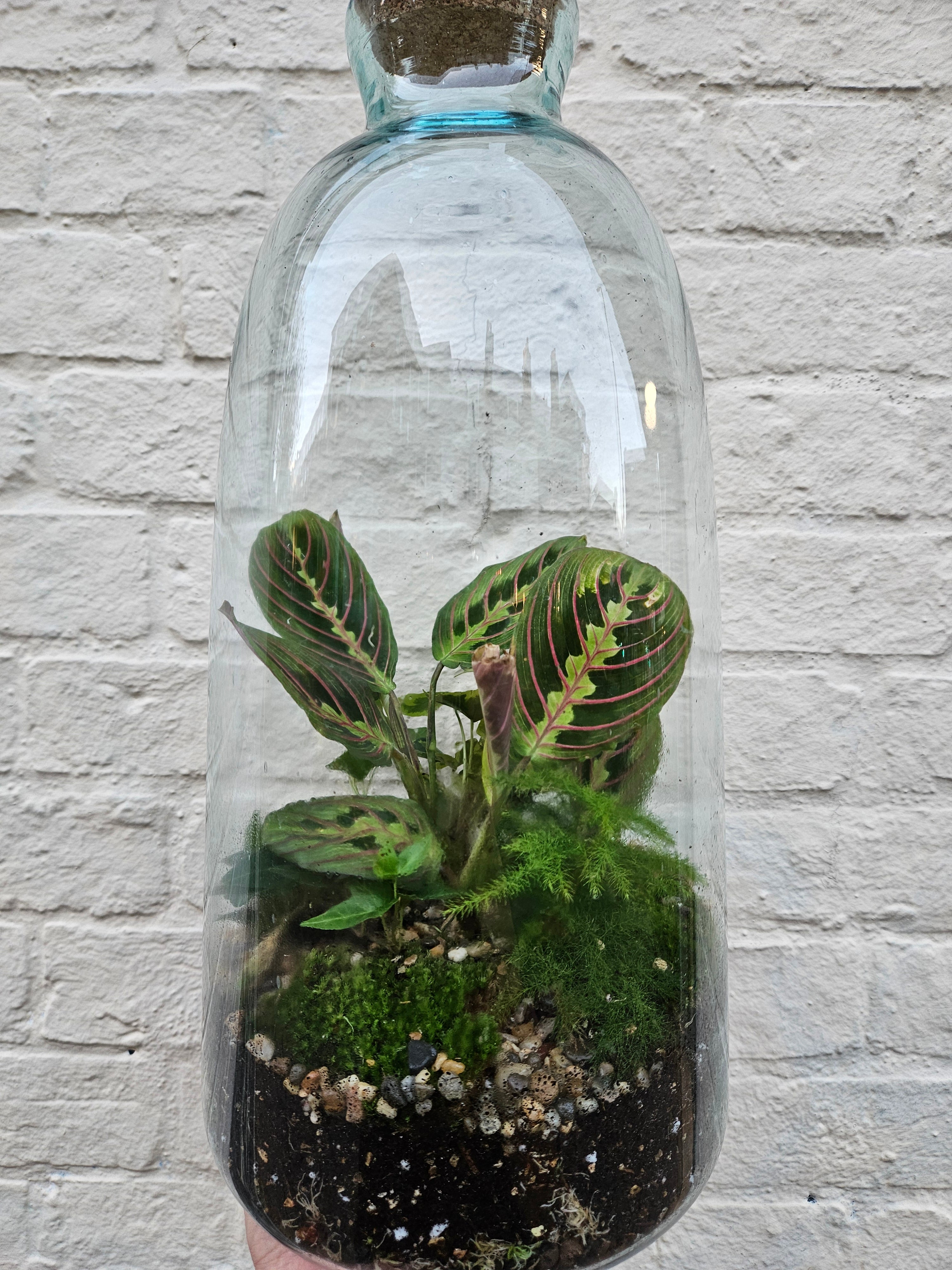 Large Closed Glass Terrarium with cork lid