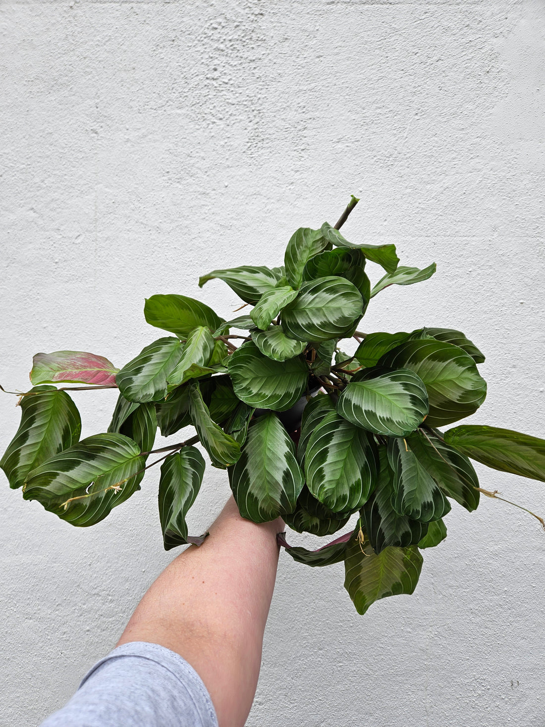 Maranta leuconeura &