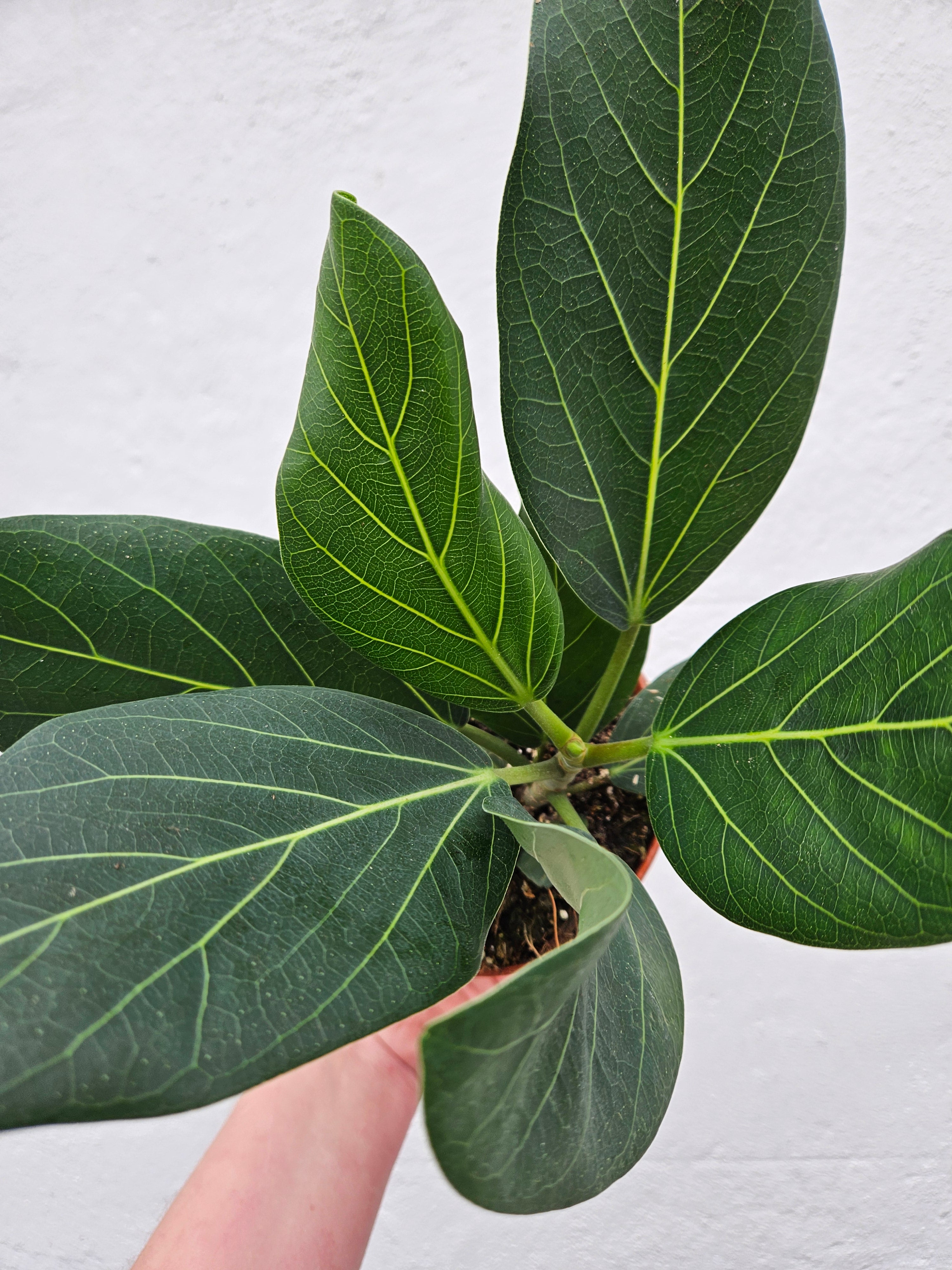 Ficus benghalensis &