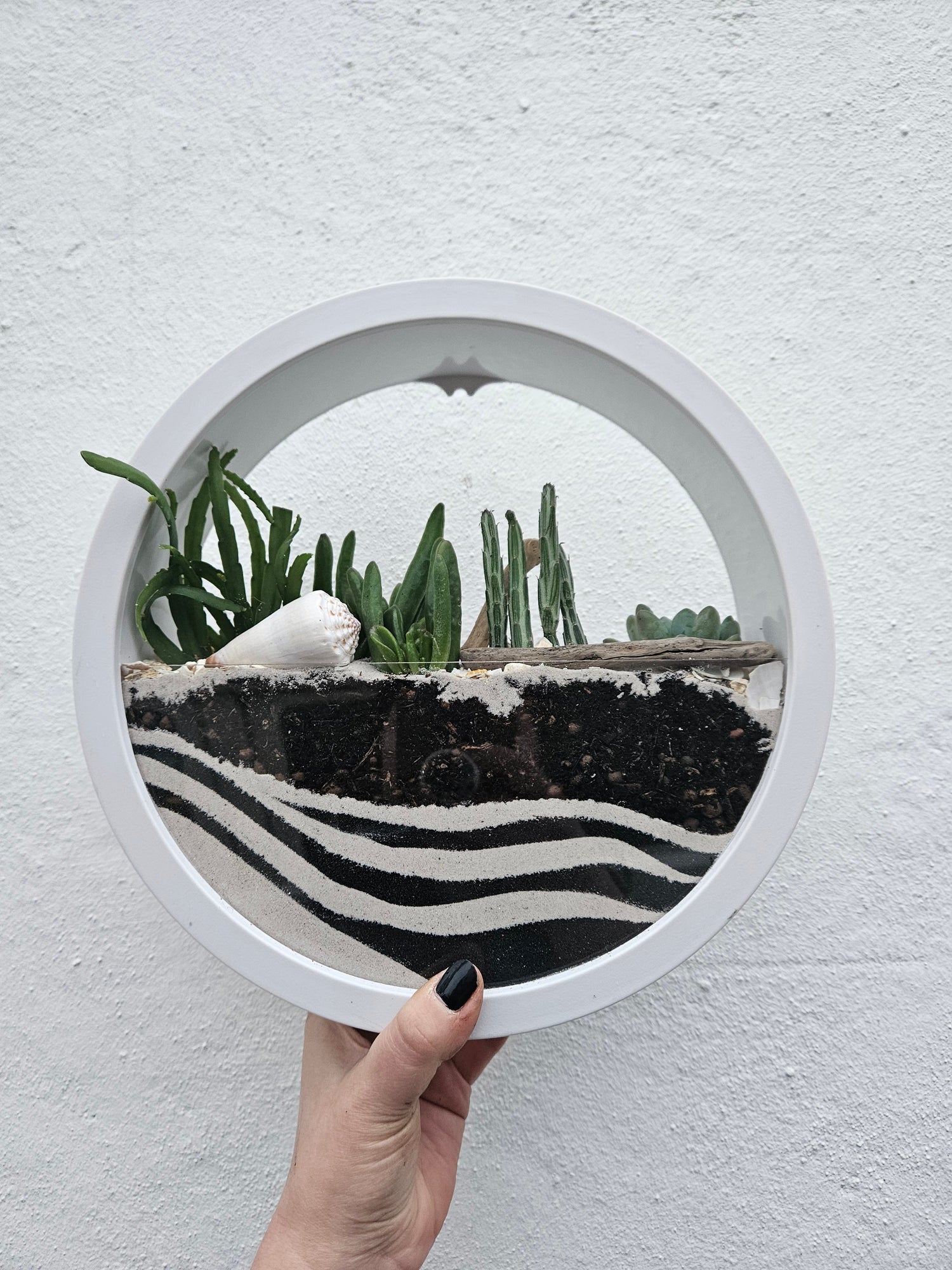 Wall Mounted Disc Succulent Planter -available in Black or White in 2 sizes