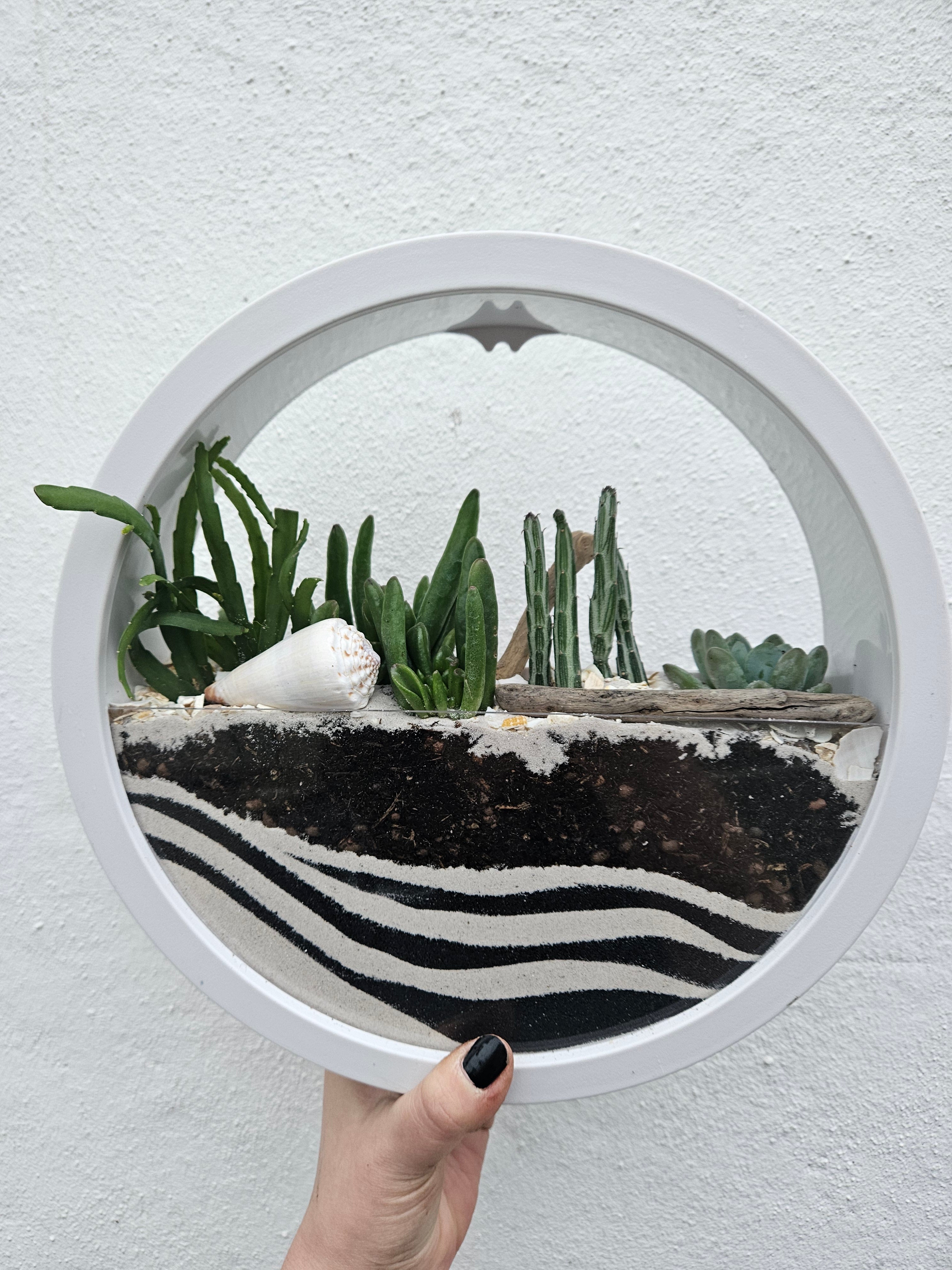 Wall Mounted Disc Succulent Planter -available in Black or White in 2 sizes