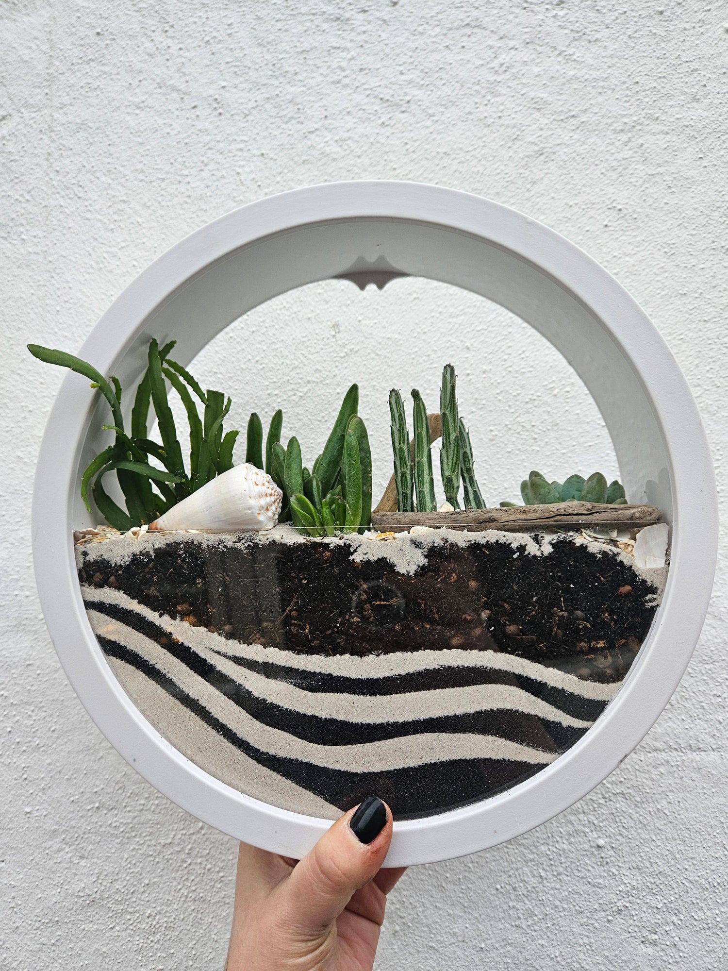 Wall Mounted Disc Succulent Planter -available in Black or White in 2 sizes