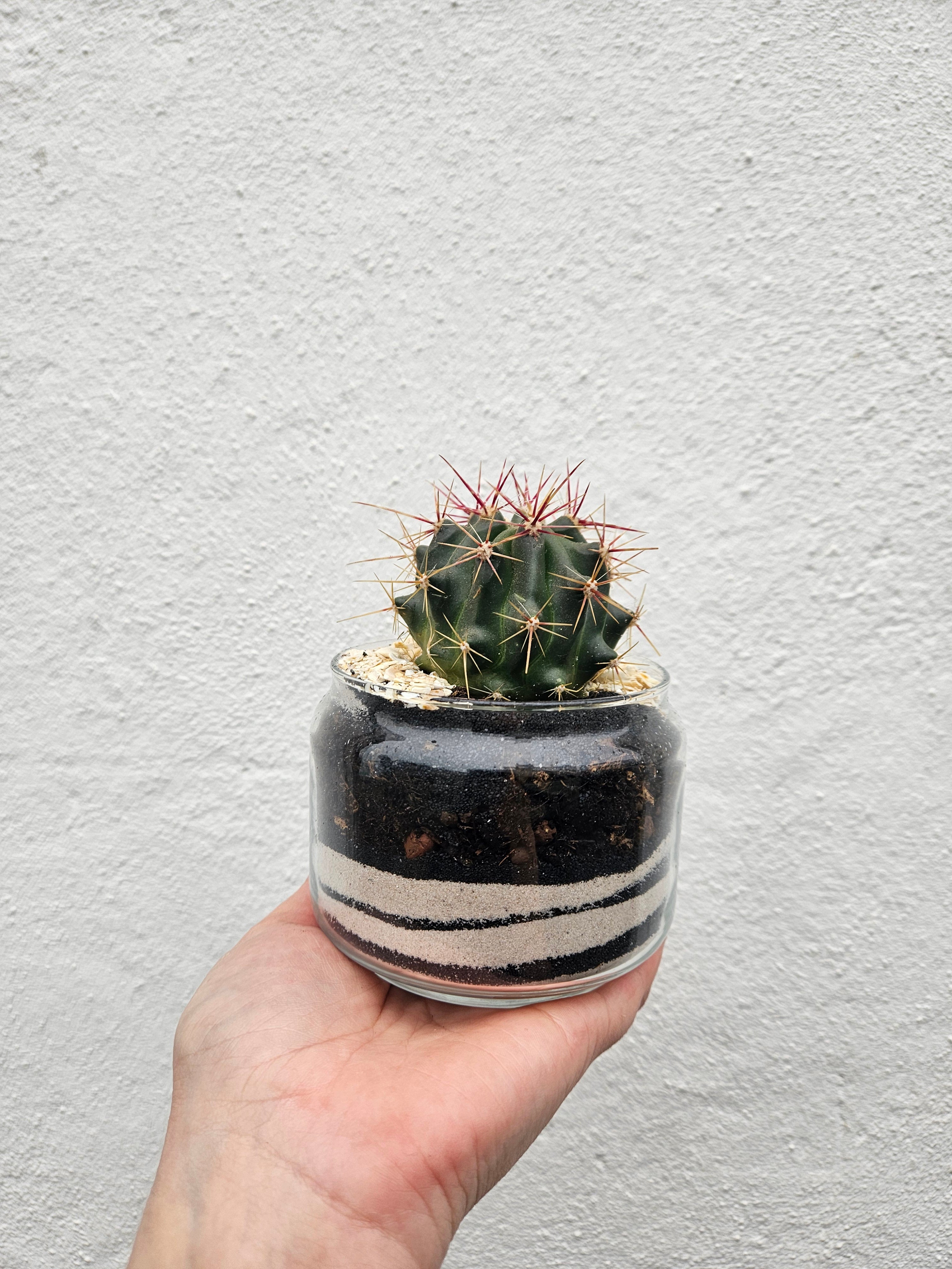 Small glass open terrarium