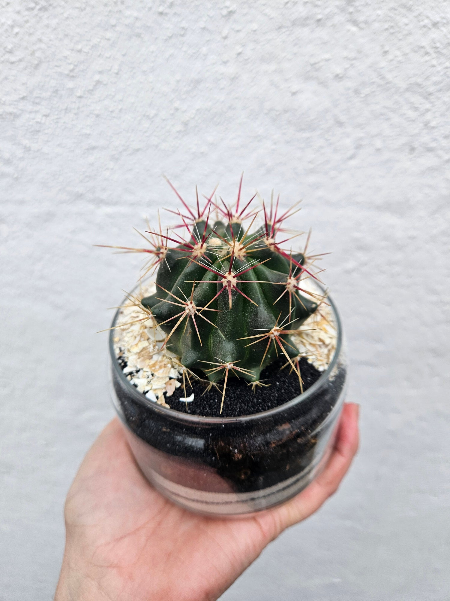 Small glass open terrarium
