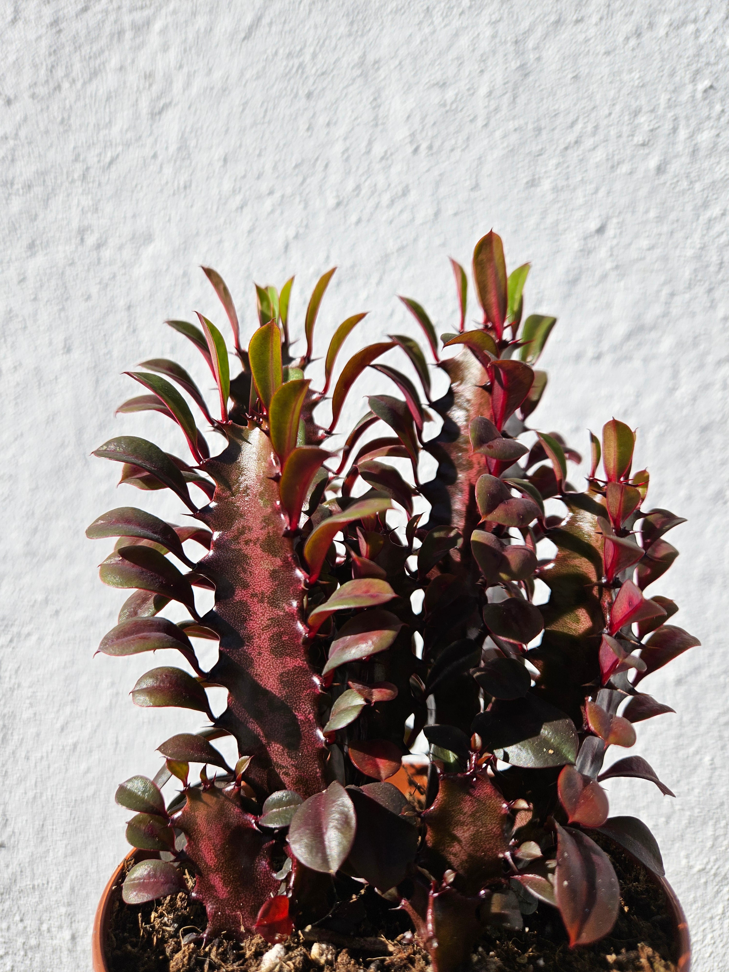 Euphorbia trigona &