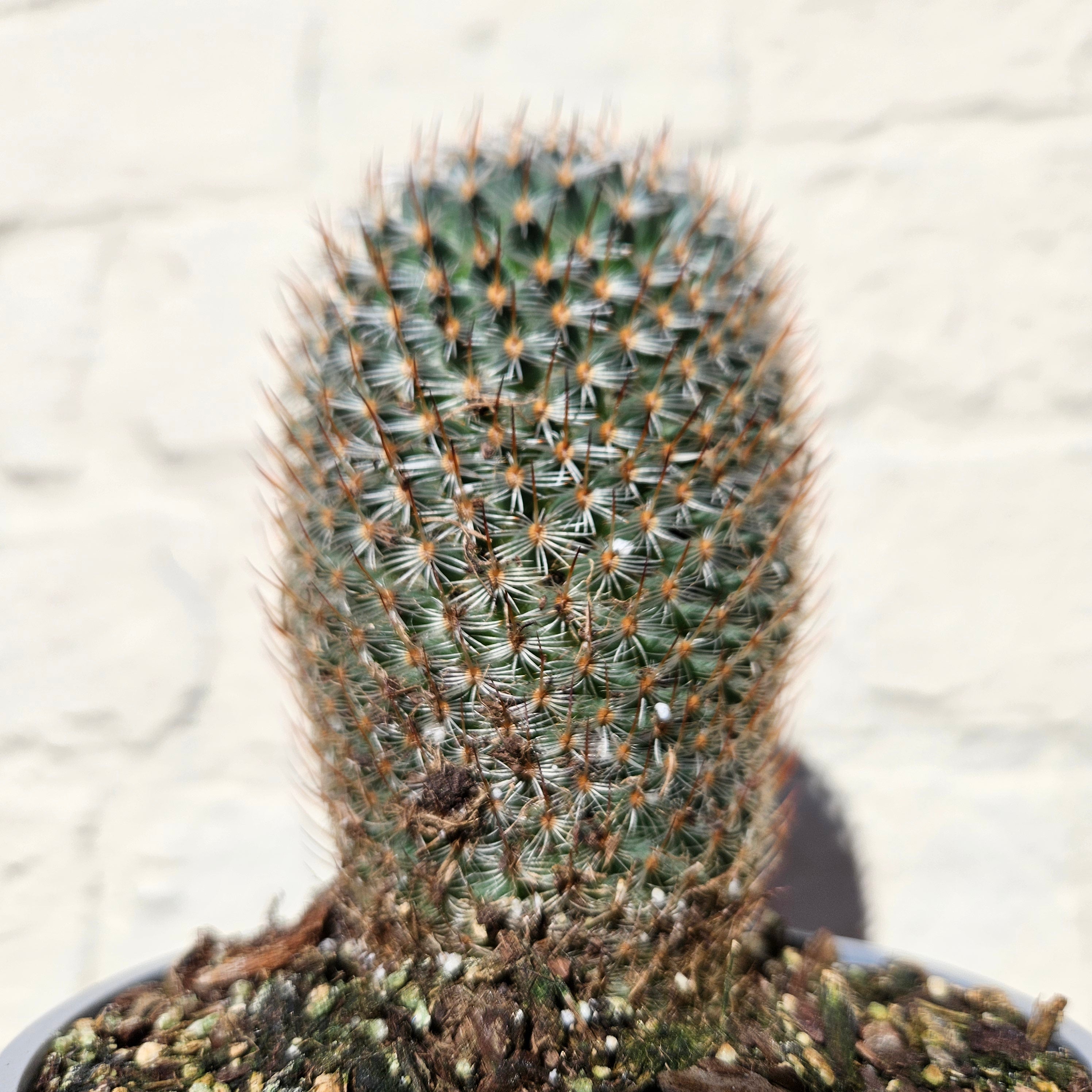 Mammillaria elegans (Pincushion cactus)- British Grown Cacti