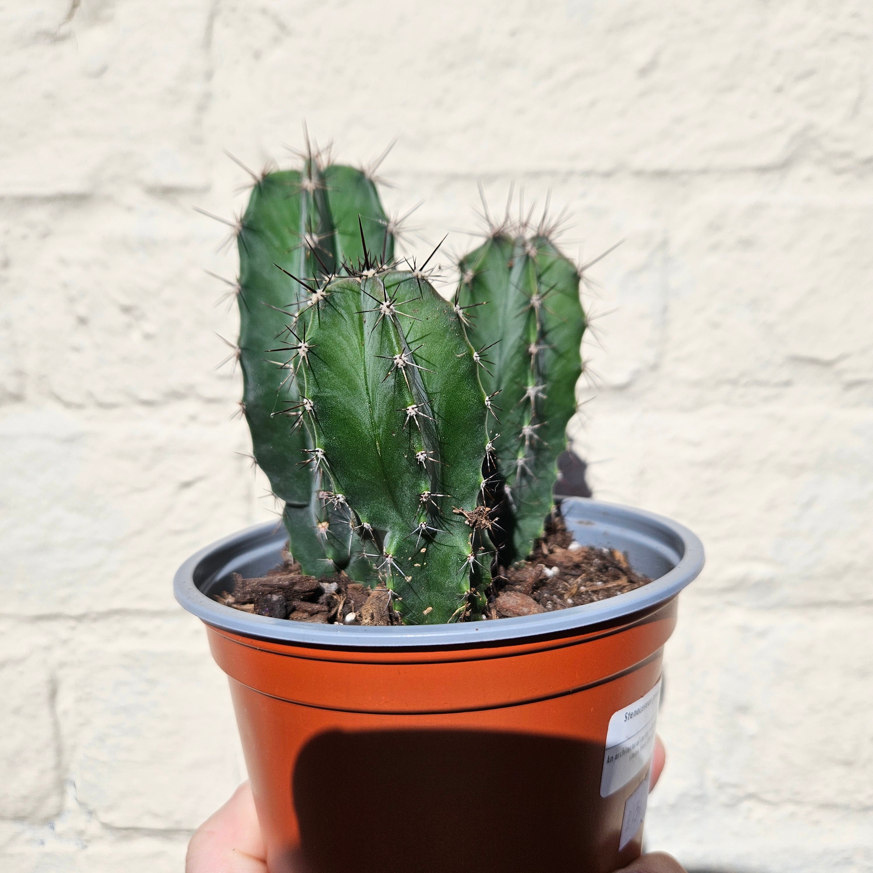Stenocereus pruinosis (Grey Ghost Organ Pipe Cactus)- British Grown Cacti