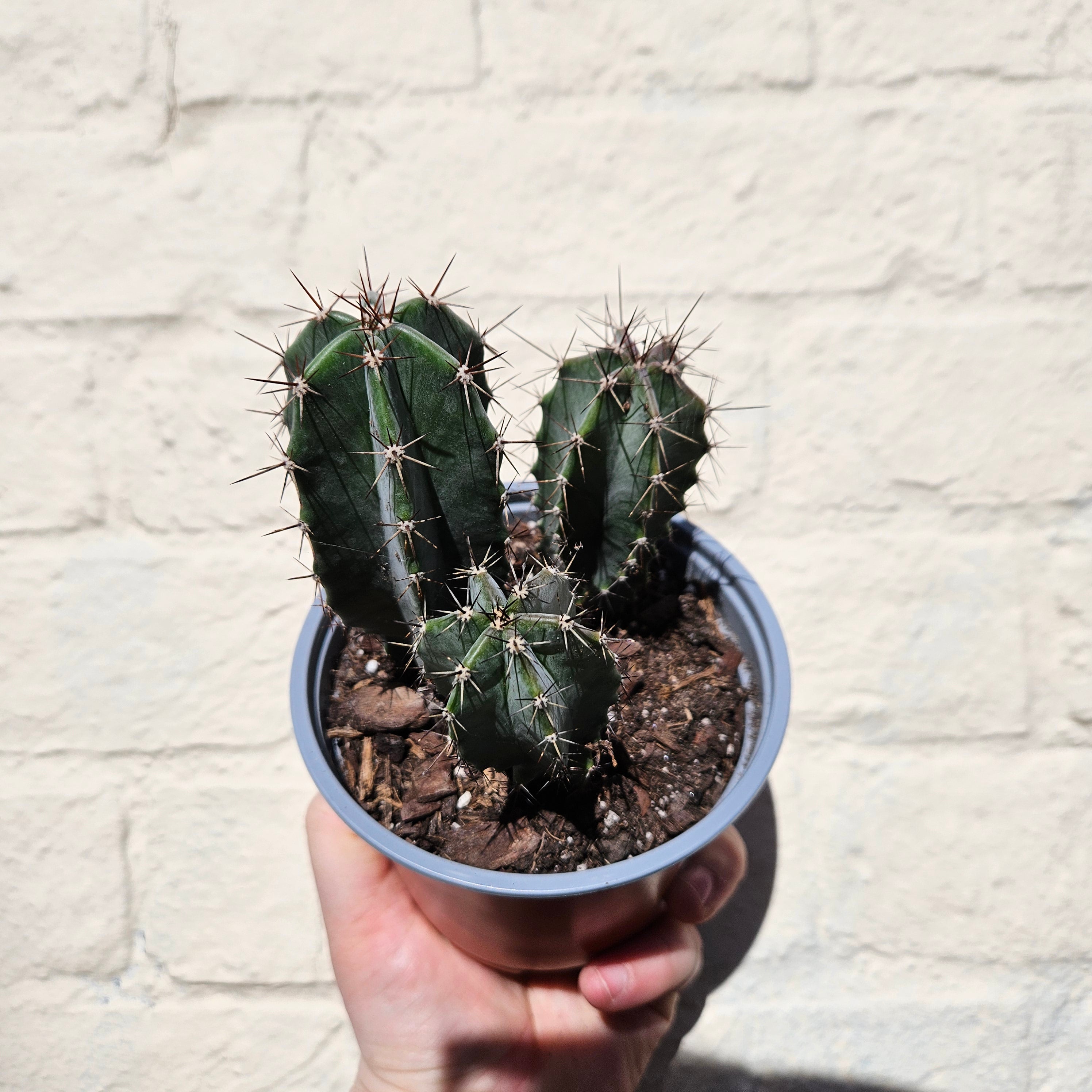 Stenocereus pruinosis (Grey Ghost Organ Pipe Cactus)- British Grown Cacti